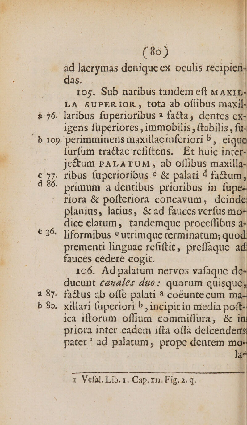 £06 cOo-r OQ - € 36. a 87. b 8o. (86) üd lacrymas denique ex oculis recipieii das. . 105. Sub naribus tandem eft « AXIL- LA SUPERIOR, tota ab oflibus maxil- laribus fuperioribus a facta, dentes ex- igens fuperiores, immobilis, flebilis; fu- fturfutn tractae refiftens. Et huic inter- je&amp;um PALATUM,; ab offibus maxilla- tiora &amp; pofíteriora concavum, deinde planius, latius, &amp; ad fauces verfus mo* dice elatum, tandemque proceflibus a- liformibus * utrimque terminatum; quod prementi linguae refiftit, preffaque ad fauces cedere cogit. | 106. Ad palatum nervos vafaque de- ducunt czza/es duo: quorum quisque; fa&amp;tus ab offe palati * coéunte cum ma- xillari fuperiori 5, incipit in media pof- ica 1iftorum offium commiílura, &amp; in| priora inter eadem ifla offa defcendens patet ' ad palatum, prope dentem mo- las -