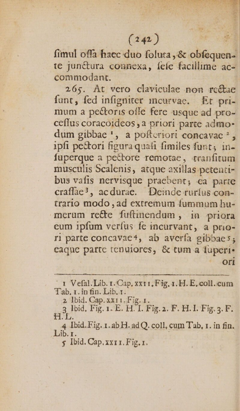 Aw X Ed * fimul offà haec duo foluta ,-&amp; obfequen- te junctura counexa, íeíe facillime ac- commodant. | 265. Át vero claviculae non rcétae funt, fed infigniter mcurvae. Et pri- mum a pectoris ofle fere usque ad pro- ceílus coracoideos ,a priori parte admo- dum gibbae ', a poftcriori concavae * , ipfi pestori figura quati fimiles fut; in- Íuperque a pectore remotae, rranfitum musculis Scalenis, atque axillas peteati- bus vafis nervisque praebent; ea parte craffae?, acdurae. Deinde ruríus con- trario modo , ad extremum fummum hu- merum recte fufütnendum , in priora eum ipfum verfus fe incurvant, a prio- ri parte concavae?, ab avería gibbaes; caque partc tenuiores, &amp; tum a fuperi. | ori ^ 1 Vefal.Lib. r.Cap. xxtr, Fig, 1. H. E. coll.cum Tab. 1. in fin. Lib. 1. 2, Ibid. Cap. xx11:. Fig. 1. igi it Fig. 12E-ILI. Tu LTOMIUEgeR , Ibid. Fig. 1.ab H. ad Q. coll, cum Tab, 1. in fin. ib. T. E YN $ Ibid. Cap.xxr 1. Fig. x.