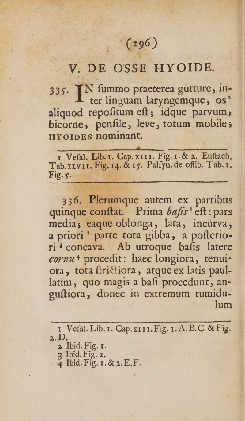 aliquod repofitum eft; idque parvum; bicorne, penfile, leve, totum mobile; HYOIDES nominant. WEEDS COE RSEN ys o 1 Vefíal. Lib. 1. Cap. xt11. Fig. 1. &amp; 2. Euftach, Tab.xrvi1. Fig. 14. &amp; 15. Palfyn.de offib. T'ab. t. E)41227 7 4 Es. e E * Tusiferm Fr ^ E eh mk LR 336. Plerumque autem ex partibus quinque conftat. Prima £z//s' eft: pars a priori * parte tota gibba, a pofterio- ri?concava. Ab utroque bafis latere corzu* procedit: haec longiora, tenui- Ora, tota ftri&amp;iora, atque ex latis paul- latim, quo magis a bafi procedunt, an- guftiora, donec in extremum dig n | um | NIA RES Cap. xiii. Fig. 1. A. D. C. &amp; Fig. 2. D. | us Ibid. Fig. I. 3 Ibid.Fig. 2. - 4 Ibid. Fig. 1. &amp; 4; E.F.