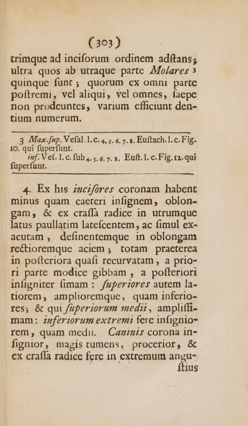 trimque ad inciforum ordinem adítans; ultra quos ab utraque parte Mo/ares s quinque funt ; quorum ex omni parte poftremi, vel aliqui, vel omnes, faepe non prodeuntes, varium efficiunt den- tium numerum. ....8 Max.fup. V efal.1.C. 4, 5. 6. 7. s. Euftach.l. c. Fig. 10. qui füperfunt. inf. V e. l.c. füb 4. 5,6, 7. s. Euft.1. c. Fig. 12; qui fuperfunt. 4. Ex his zzezfóres coronam habent minus quam caeteri infignem, oblon- gam, &amp; cx craílà radice in. utrumque latus paullatim latefcentem , ac fimul ex- acutam , definentemque in oblongam rectioremque aciem ; totam praeterea in pofteriora quafi recurvatam , a prio- ri parte modice gibbam , a pofteriori infigniter fimam :. /uperzores autem la- tiorem, amplioremque, quam inferto- res; &amp; qui /Zperzorum medi , ampliffi- mam: zpferirum extremi tere infignios rem, quam medi. | Cazzzzs corona in- fignior, magis cumens, procerior, &amp; cx crafIa radice fere in extremum we | Ius