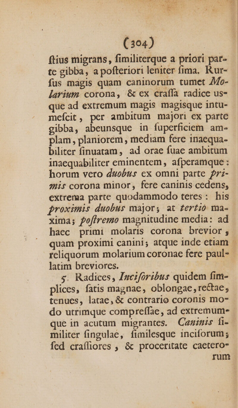 ftius migrans,, fimiliterque a priori par- te gibba, a pofteriori leniter fima, Rur- fus mdgis quam caninorum tumet 7Mo- - larium corona, &amp; ex craffía radice us- que ad extremum magis magisque intu- meícit, per ambitum majori ex parte gibba, abeunsque in fuperficiem am- plam, planiorem , mediam fere inaequa- biliter finuatam, ad orae fuae ambitum inaequabiliter eminentem, afperamque: horum vero duobus ex omni parte prz- 7211s corona minor, fere caninis cedens; extrema parte quodammodo teres: his proximis duobus majors at Zertzó ma- xima; pof/remo magnitudine media: ad haec primi molaris corona brevior; | quam proximi canini; atque inde etiam reliquorum molarium coronae fere paul- | latim breviores. 4 5. Radices, Inczfóribus quidem fim- plices, fatis magnae, oblongae ,reQae, tenues, latae, &amp; contrario coronis mo- do utrimque compreffae , ad extremum- que in acutum migrantes. Camis li- | militer fingulae, fimilesque inciforum; fed craffiores , &amp; proceritate caetero rum