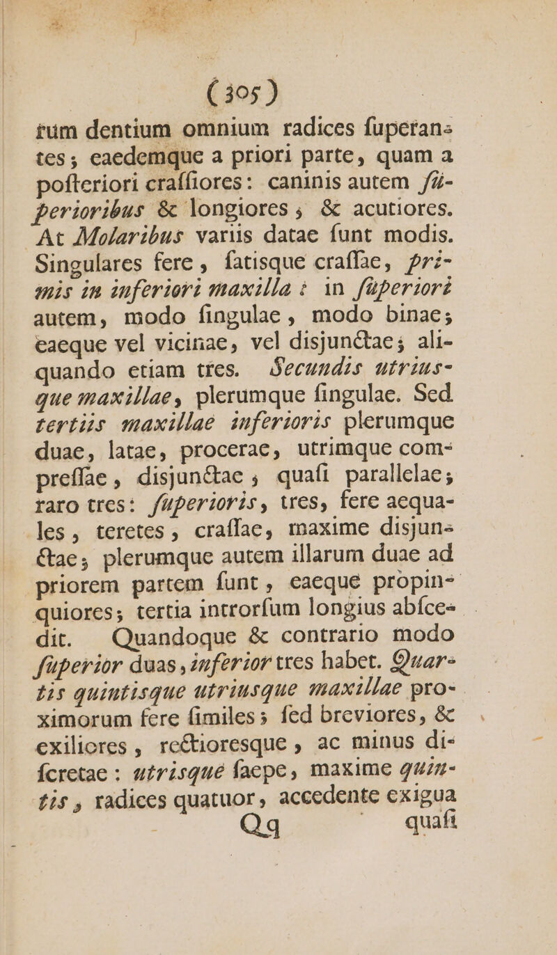 tum dentium omnium radices fuperans tes eaedemque a priori parte, quam a pofteriori craffiores: caninis autem /Z- perioribus &amp; longiores; G&amp; acutiorcs. ^ At AMolaribus varus datae funt modis. Singulares fere , fatisque craffae, prz- mis in iuferiori maxilla $ n füperzorz autem, modo fingulae , modo binae; eaeque vel vicinae, vel disjunctae; ali- quando etiam tres. — Secundzs utrius- que maxillae, plerumque fingulae. Sed tertiis maxillae inferioris plerumque duae, latae, procerae, utrimque com- preffae , disjun&amp;tae ; quaft parallelae; raro tres: fuperioris, Wes, fere aequa- les, teretes, craffae, maxime disjun- &amp;ae;, plerumque autem illarum duae ad priorem partem funt, eaeque propin- quiores; tertia introrfum longius abíce» dit. — Quandoque &amp; contrario modo füperior duas , inferior ttes habet. Quar- tis quiutisque utriusque maxillae pro- ximorum fere fimiles; fed breviores, &amp; exiliores , re&amp;tioresque , ac minus di- Ícretae : ufrisqué faepe, maxime quiu- fis, radices quatuor, accedente exigua : Qq (0 quf