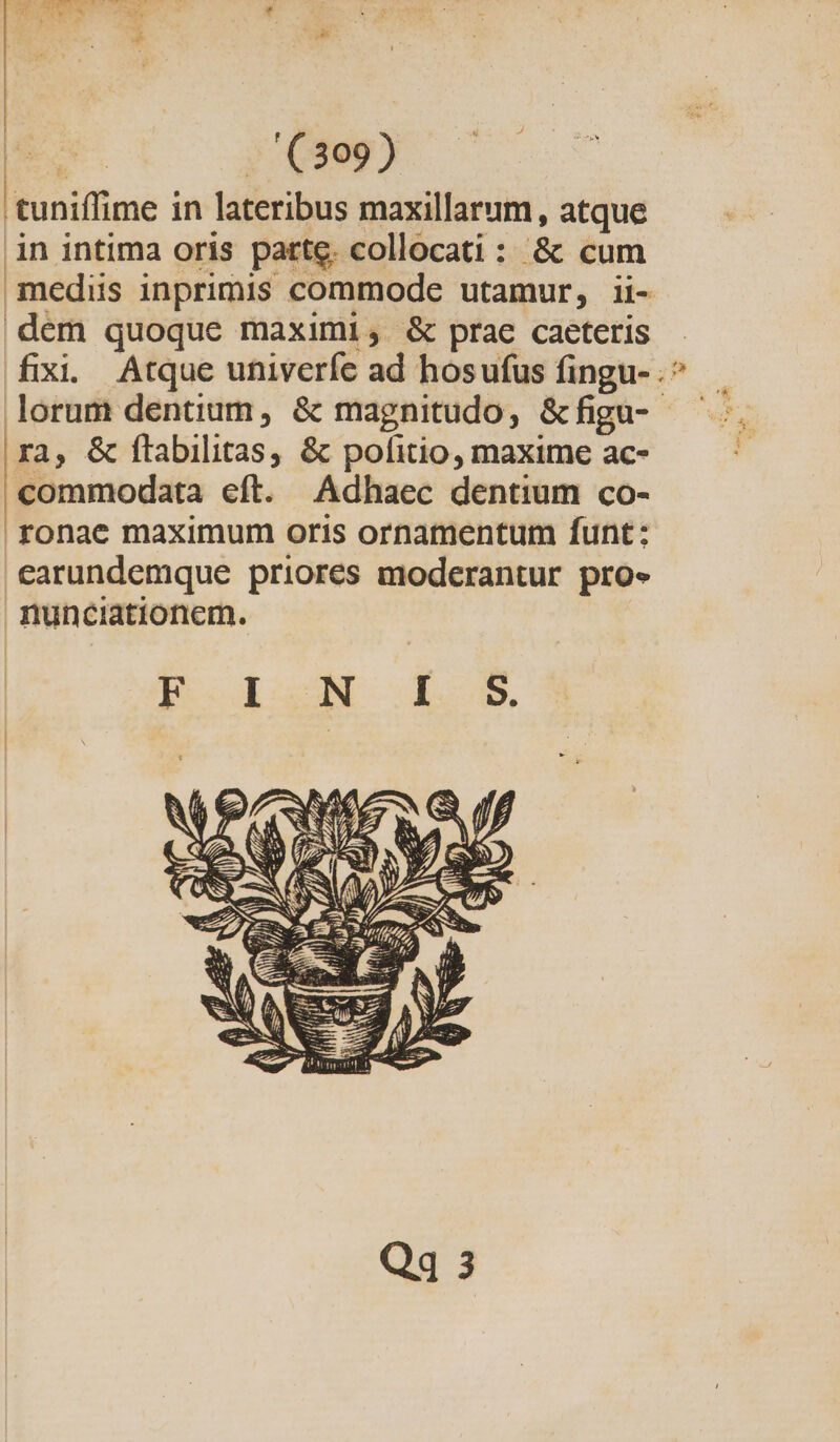 ^ ms; mE CFR, u | . (309) tuniffime in lateribus maxillarum, atque in intima oris parte. collocati : &amp; cum dem quoque maximi, &amp; prae caeteris ra, &amp; flabilitas, &amp; politio, maxime ac- commodata eft. Adhaec dentium co- | ronae maximum oris ornamentum funt: earundemque priores moderantur pro» nunciationem.