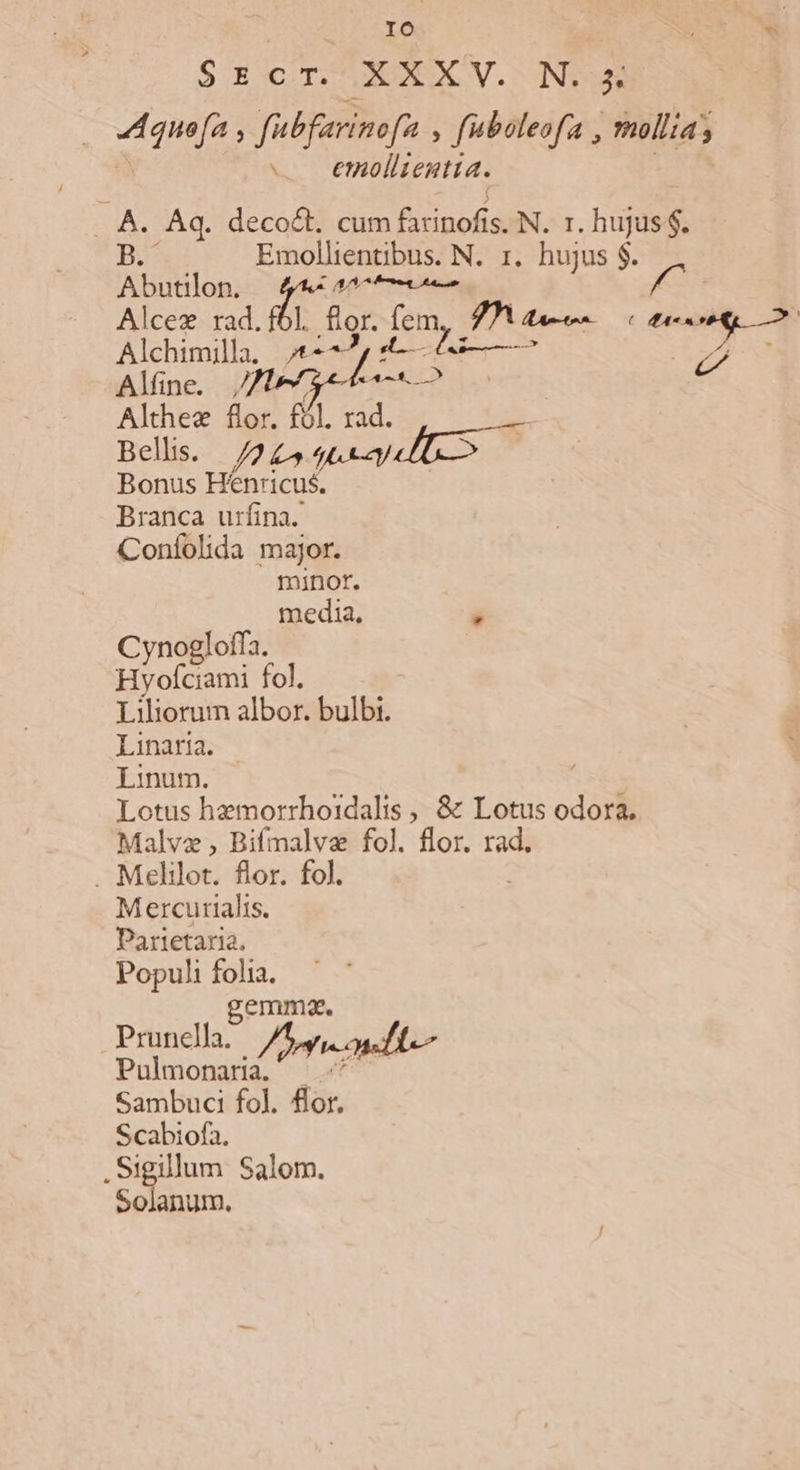 SEcT. XXXV. N32 Aquefa , fübfarinofa , fuboleofa , mnollia; ex 1 emollientia. LN -. A. Aq. deco&amp;t. cum farinofis. N. r. hujus $. D Emollientbus. N. 1. hujus $. ion: (p/m m 7^ rd. Alcez rad. ft L flor. fem | At [d LZLEPS i Alchimilla. V zi A 21 ri : ds f. rad Althnea nor. I0l. rad. Beli. /245 ttl Bonus Hénricus. Branca urfina. Coníolida major. minor. media,  Cynogloffa. Hyofciami fol. Liliorum albor. bulbi. Linaria. Linum. Lotus hemorrhoidalis , &amp; Lotus odora. Malvze , Bifmalva fol. flor. rad. . Melilot. flor. fol. ; Mercurialis. Parietaria. Populi folia. gemma. Prunclla. / ew and Pulmonara. ^ Sambuci fol. flor. Scabiofa. . Sigillum Salom. Solanum.
