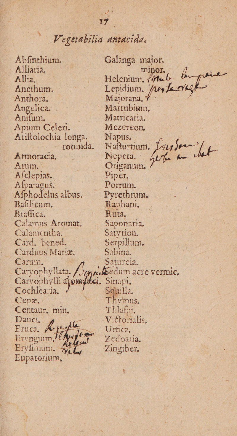 l A Abfinthium. Galanga major, Alliaria, minor. Allia. . AHelenium., 25t« b. Anethum. Lepidium. Tg Jen Anthora. Majorana, : Angelica. . Marrubium, Anifüm. - . Maticaria. Apium Celer. Mezereon, Ariftolochia longa. | Napus, p. rotunda, Nafturtium. Job Átmoracia, Nepeta. aUe Kt Arum. Organum, Aíclepias.. Pipcr, A Íparaeus. Porrum, Afohodelus albus, Pyrethrum, : Bafibicum. Raphani. Braffica. Ruta, Calamus Áromat. Sapotia ira. Calamentha. Satyrion. Card. bened. Serpillum. Carduus Marie, Sabina. Carum. Satureia, - Caryo: PR KA olbedum acre vermic, Caryoohylli a 1 Sinapi. Cochlea:ia. Sqi ju:lla, Cepaz. T. yimus, Centaur. min. M Bi. Dauct |, P. V;ctotalis, Eruca. p fr e c Urticz. Ervngium. Zedoatia. Eryfimum, A Zinziber,