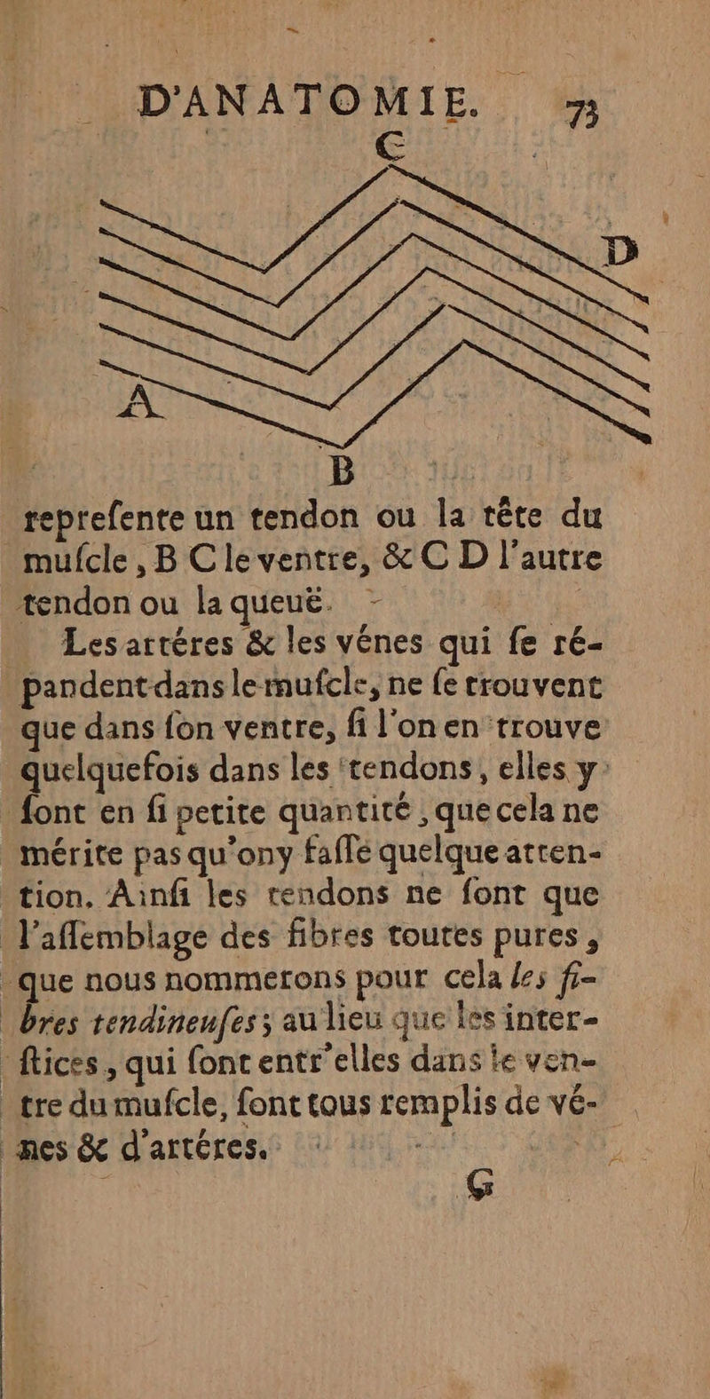 D'ANATOMIE le Aie. SAS reprefente un tendon ou la tête du mufcle , B Cleventre, &amp; C D l’autre tendon ou la queuë. _ Lesartéres &amp; les vénes qui fe ré- pandentdanslemufcle, ne fe rrouvent que dans {on ventre, fi l'onen trouve quelquefois dans les ‘tendons, elles y: font en fi petite quantité , que cela ne mérite pas qu'ony faffe quelque atren- tion, Aanf les tendons ne font que l'aflemblage des fibres toutes pures, que nous nommerons pour cela les f- _bres tendineufes; au lieu que les inter- flics, qui font entr'elles dans le ven- tre du mufcle, font tous remplis de vé- nes &amp; d’artéres. G