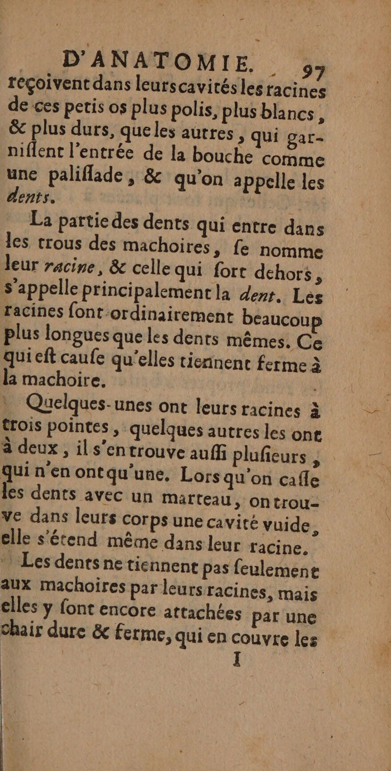 reçoivent dans leurscavitésles racines de ces petis os plus polis, plus blancs \ &amp; plus durs, que les autres > Qui gar- niflent l'entrée de la bouche comme une paliflade , &amp; qu’on appelle les dents. La partie des dents qui entre dans les trous des machoires » fe nomme leur racine, &amp; celle qui fort dehors, s'appelle principalement la derr. Les racines font-ordinairement beaucoup plus longues que les dents mêmes. Ce quieft caufe qu'elles tiennence ferme à la machoire, Quelques-unes ont leurs racines à trois pointes , quelques autres les ont à deux , ils’entrouve auffi plufieurs ; qui n'en ontqu'une, Lors qu'on cafle les dents avec un Marteau, ontrou- Ve dans leurs corps une cavité vuide, elle s'étend même dans leur racine, * Les dents ne tiennent pas feulemene aux machoïires par leurs racines, mais clles y font encore attachées par une chair dure &amp; ferme, qui en couvre les I