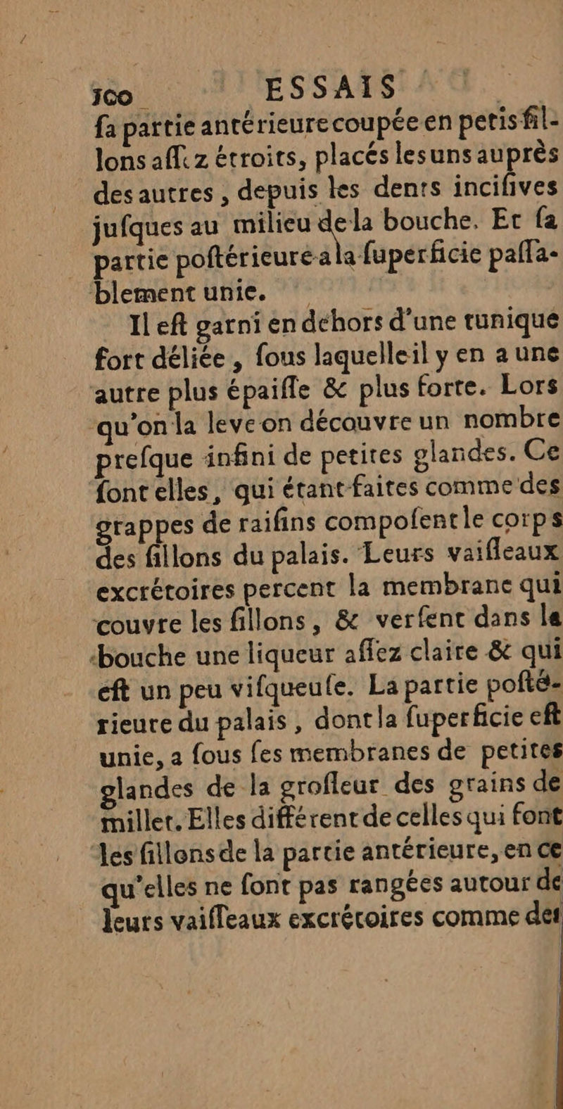 j00 ESSAIS | fa partie antérieurecoupéeen petis fil- lons af z étroits, placés lesuns auprès des autres , depuis les dents incifives jufques au milieu Par bouche. Et fa partie poftérieuréa a fuperficie paffa- blementunie. Il eft garni en dehors d’une tunique fort délice , fous laquelleil y en a une autre plus épaifle &amp; plus forte. Lors ‘qu'on la leveon découvre un nombre prefque infini de petites glandes. Ce font elles, qui étant faites comme des grappes de raifins compofentle corps des fillons du palais. Leurs vaifleaux excrétoires percent la membrane qui couvre les fillons, &amp; verfent dans le “bouche une liqueur affez claire &amp; qui eft un peu vifqueufe. La partie pofté- rieure du palais , dont la fuperficie eft unie, a fous fes membranes de petites landes de la grofleur des grains de miller. Elles différent de celles qui font es fillensde la partie antérieure, en ce qu'elles ne font pas rangées autour de leuts vaifleaux excrécoires comme de