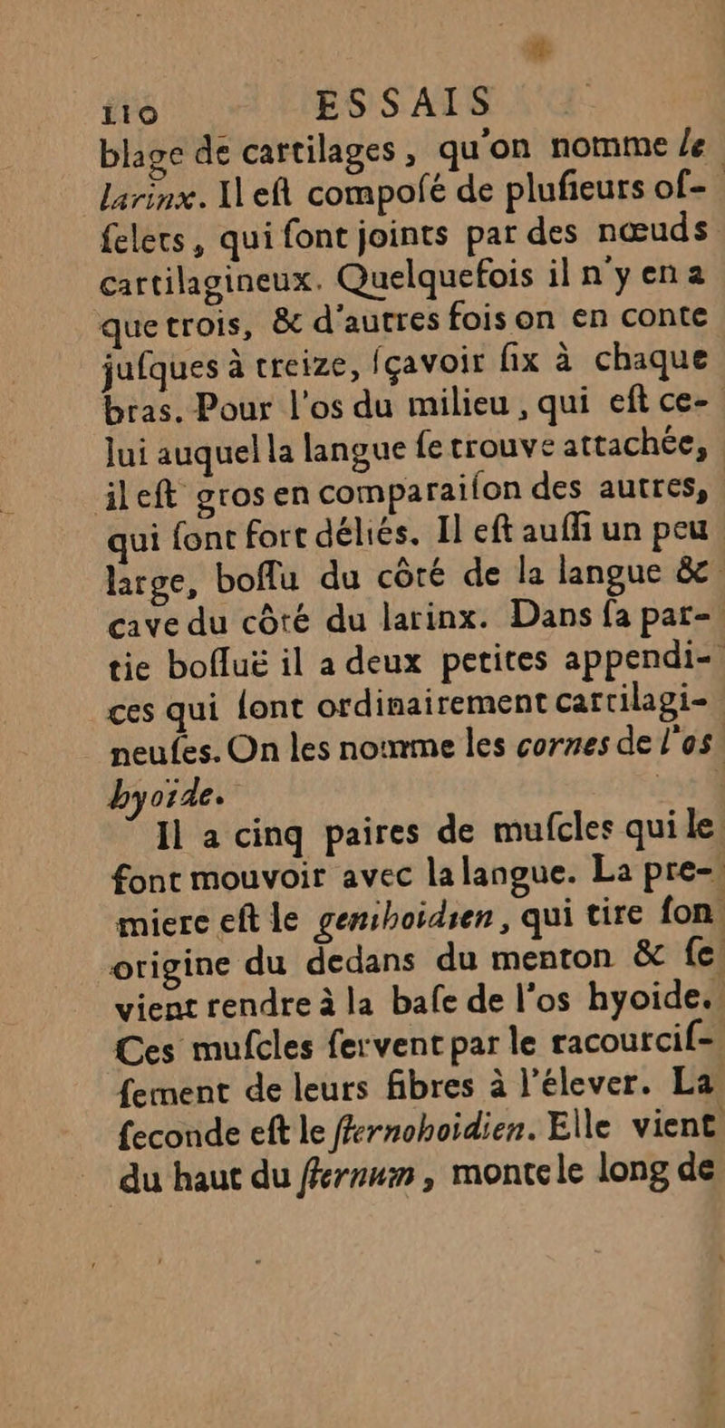 | # 110 ESSAIS blage de cattilages, qu'on nomme le larinx. ILeft compofé de plufieurs of-. felecs, qui font joints par des nœuds cartilagineux. Quelquefois iln yena quetrois, &amp; d’autres fois on en conte jufques à treize, fçavoir fix à chaque bras. Pour l'os du milieu , qui eft ce- lui auquel la langue fe trouve attachée, ileft grosen comparailon des autres, qui font fort déliés. Il eft au ffi un peu lrge, boflu du côré de la langue &amp;. cave du côté du larinx. Dans fa par=. tie bolluë il a deux petites appendi-. ces qui font ordinairement cartilagi-. _ neufes. On les nomme les cornes de l'os. byoide. ti Il a cinq paires de mufcles quille, font mouvoir avec la langue. La pre-. miere eft le gemihoidren, qui tire fon. origine du dedans du menton &amp; {e: vient rendre à la bafe de l’os hyoide., Ces mufcles fervent par le racourcif- fement de leurs fibres à l’élever. La feconde eft le f#rnohoidien. Elle vient. du haut du fkrmwm, montele long de