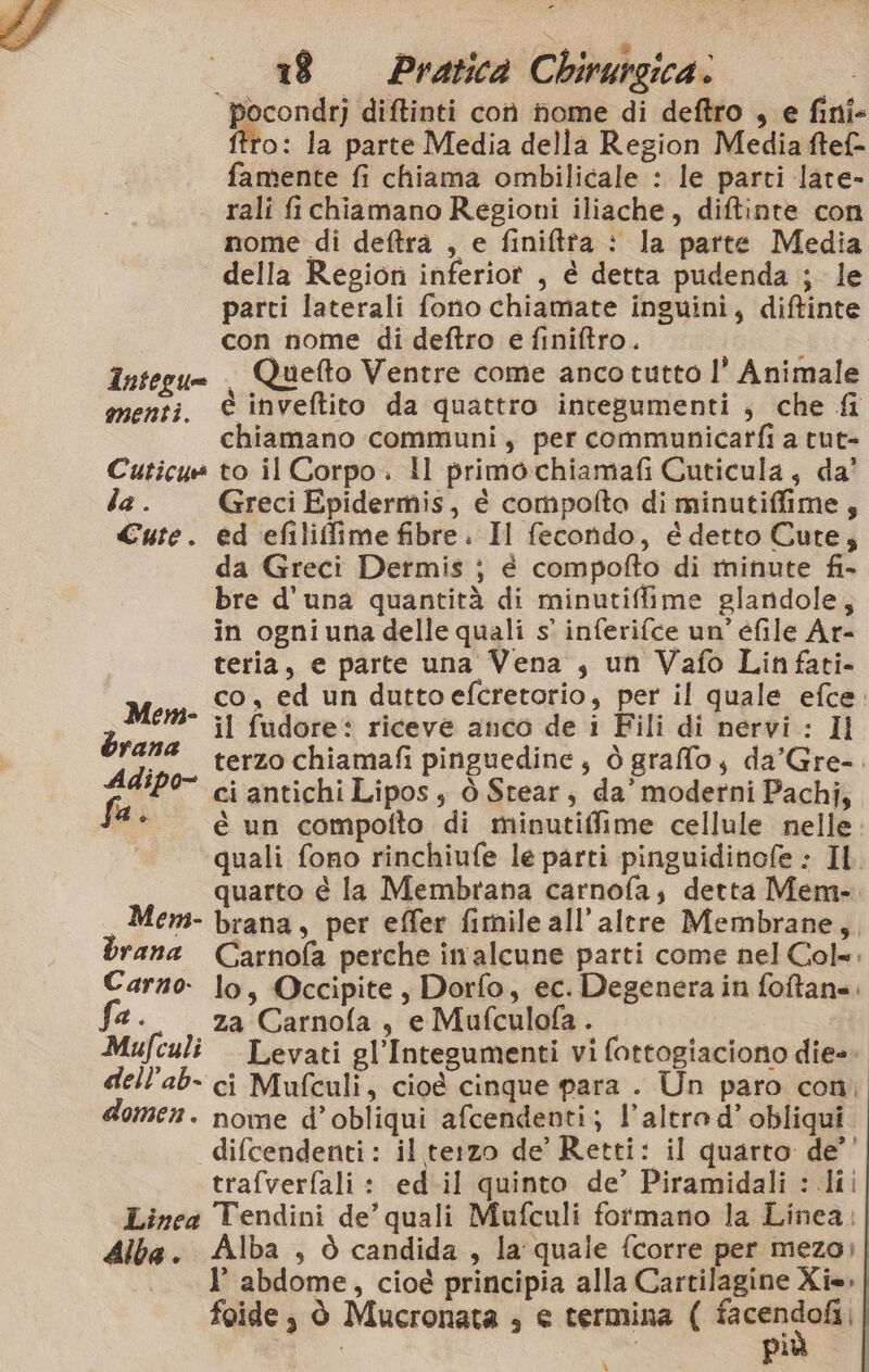 a È i LÌ Li ” pocondrj diftinti con home di deftro , e fini- ‘0: la parte Media della Region Media ftef- famente fi chiama ombilicale : le parti late- rali fi chiamano Regioni iliache, diftinte con nome di deftra , e finiftta : la parte Media | della Region inferiot , è detta pudenda ; le parti laterali fono chiamate inguini, diftinte con nome di deftro e finiftro. &lt; Integu= , Quelto Ventre come anco tutto I° Animale menti. © inveftito da quattro integumenti , che fi chiamano communi, per communicarfi a tut- Cuticuè to il Corpo. Il primochiamafi Cuticula, da’ la . Greci Epidermis, é compofto di minutiffime, Cute. ed efiliffime fibre. Il fecondo, é detto Cute, da Greci Dermis ; é compofto di minute fi bre d'una quantità di minutiffime glandole, in ogniuna delle quali s' inferifce un’ éfile Ar- teria, e parte una Vena , un Vafo Linfati- co, ed un duttoefcretorio, per il quale efce. ari il fudore: riceve anco de i Fili di nervi : Il Yale terzo chiamafi pinguedine, ò grafo, da’Gre-. Adipo- ci antichi Lipos, ò Stear, da’ moderni Pachi, “4* è un compotfto di minutiffime cellule nelle. quali fono rinchiufe le parti pinguidinofe : IL. quarto è la Membrana carnofa; detta Mem-. Mem- brana, per effer fimile all’alere Membrane, brana Carnofa perche inalcune parti come nel Col=. Carno: lo, Occipite, Dorfo, ec. Degenera in foftane. 4. za Carnofa, e Mufculofa. | Mufculi Levati gl’Integumenti vi fottogiaciono die- dell’ab- ci Mufculi, cioè cinque para . Un paro con, domen. nome d’obliqui afcendenti; l’altro d’ obliqui. difcendenti: il terzo de’ Retti: il quarto de’' trafverfali : ed.il quinto de’ Piramidali : lil Linea Tendini de’ quali Mufculi formano la Linea;| Alba. Alba , ò candida, la quale {corre per mezo; .. I abdome, cioé principia alla Cartilagine Xie. | foide , ò Mucronata » e termina ( mo %