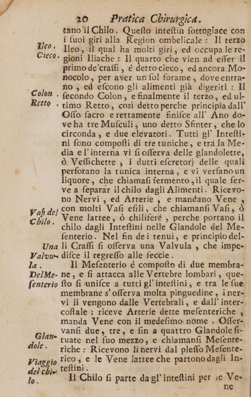 20 Pratica Chirursica. tano il Chilo. Quefto inteftin fottogiace con. i fuoi giri alla Region ombelicale : Il terzo Meo . Ileo, il qual ha molti giri, ed occupa le re- Cieco- gioni Iliache : Il quarto che vien ad efler il primo de’craffi, é detto cieco, edancora Ma- nocolo, per aver un fol forame, doveentra» no , ed efcono gli alimenti già digeriti : Il Color . fecondo Colon, e finalmente il terzo, ed ul Retto . rimo Retto, così detto perche principia dall’ Offo facro erettamente finifce all’ Ano do- veha tre Mufculi, uno detto Sfinter, che lo circonda; e due elevatori. Tutti gl’ Intefti- ni fono compofti di tte tuniche, e tra la Me- dia el’interna vi fiofferva delle glandolette, i ò. Veflichette ; i dutti efcretorj delle quali \ perforano la tunica interna, e vi verfanoun liquore, che chiamafi fermento ; il quale fer- ve a feparar ilchilo dagli Alimenti. Ricevo. no Nervi, ed Arterie, e mandano Vene ; de) con molti Vafi efili, che chiamanfi Vafi, ò ‘ Vene lattee, ò chiliferé , perche portano il chilo dagli Inteftini nelle Glandole del Me- fenterio. Nel fin dei tenui, e principio del- Una li Crafli fi oferva una Valvula , che impe» Valvu» difce il regreffo alle feccie, la . Il Mefenterio è compofto di due membra- DelMe- ne, e fi attacca alle Vertebre lombari, que- fenterio fto fi unifce a tutti gl’inteftini, e tra le fue membrane s° offerva molta pinguedine, iner- vi li vengono dalle Vertebrali, e dall’ inter- coffale : riceve Arterie dette mefenteriche , manda Vene con il medefimo: nome : Offer- &gt;, vanfi due, tre, e fin a quattro Glandole fi- Pe 4#° tuate nel fuo mezzo; e chiamanfi Mefente= 2: riche: Ricevono li nervi dal pleffo Mefente- Piaggio tico; e le Vene lattee che partono dagli In- delehie teftini. \ Fa “ Il Chilo fi parte dagl’inteftini per se Ve nai i ne %