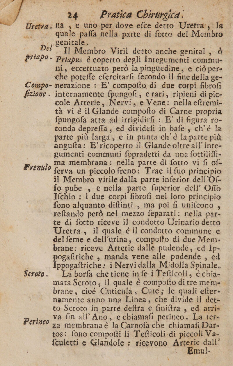 RR co 24 — Pratica Chirureica. Uretra, na , e uno per dove efce detto Uretra:, la . 0 quale paffa nella parte di fotto del Membro _- genitale. | | | Del Il Membro Viril detto anche genital, ò PIIAPO - Priapus è coperto degli Integumenti commu- ni, eccettuato però la pinguedine, e ciò per» i che poteffe efercitarfi fecondo il fine della ge- Compo- nerazione : E° compofta di due corpi fibrofi fizione . internamente fpungofi, erari, ripieni di pic» cole Arterie, Nervi, e Vene: nella eftremi-. tà vi é il Glande compofto di Carne propria fpungofa atta ad irrigidirfi : E' di figura ro- tonda depreffa, ed dividefi in bafe , ch'é la parte più larga, e in punta ch'è la parte più angufta: E'ricoperto il Glande oltre all’ inte- gumenti communi fopradetti da una fottiliffi» | ma membrana: nella parte di fotto vi fi of Er enulo ferva un piccolo freno: Trae il fuo principio il Membro virile dalla parte inferior del’Of- fo pube , e nella parte fuperior dell’ Offo Ifchio : i due corpi fibrofi nel loro principio fono alquanto diftinti., ma poi fi unifcono , reftando però nel mezzo feparati: nella par- te di fotto riceve il condotto Urinario detto | Uretra, il quale € il condotto commune e del feme e dell’urina, compofto di due Mem brane: riceve Arterie dalle pudende, ed Ip- pogafttiche } manda vene alle pudende , ed È Ippogaftriche: i Nervi dalla Midolla Spinale.. Scroto. La borfa chetiene infe i Tefticoli, é chia- mata Scroto,; il quale è compofto di tre mem= brane, cioé Cuticula, Cute; fe quali efter». namente anno una Linea, che divide il det- to Scroto in parte deftra e finitra, ed arri. Perineo ‘2 £2 all’Ano, e chiamafi perineo. La ter- EFIRCO za membrana è la Carnofa che chiamafi Dar- tos: fono compofti li Tefticoli-di piccoli Va- {culetti e Glandole : ricevono Arterie Rate « Rmual ib