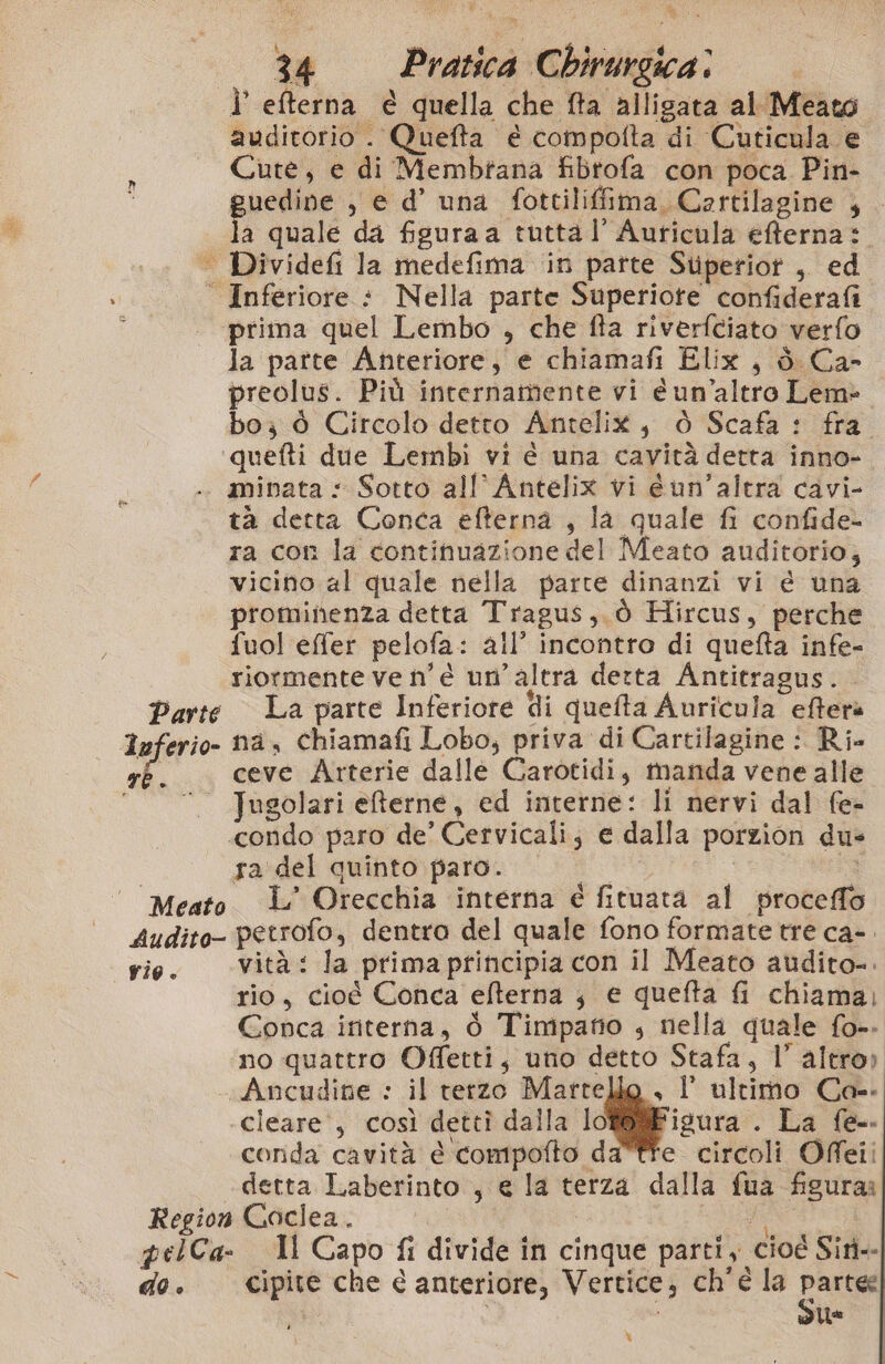 À 4 4 a - Ì efterna € quella che fta alligata al Meato auditorio . Quefta è compofta di Cuticula e Cute, e di Membtana fibtofa con poca. Pin- guedine , e d’ una fottiliffima, Cartilagine } la quale da figura a tuttal’Auricula efterna: | Dividefti la medefima in parte Stiperiot , ed Inferiore : Nella parte Superiote confiderafi prima quel Lembo , che fta riverfciato verfo la patte Anteriore, e chiamafi Elix , è. Ca- preolus. Più internamente vi é un'altro Lem» bo; è Circolo detto AnteliX, è Scafa : fra. ‘quefti due Lembi vi é una cavità detta inno- minata : Sotto all’Antelix vi éun’altra cavi- tà detta Conca efterna , la quale fi confide- ra con la continuazione del Meato auditorio, vicino al quale nella parte dinanzi vi é una prominenza detta Tragus,.ò Hircus, perche fuol effer pelofa: all’ incontro di queta infe- riormente ve n'è un’altra detta Antitragus. Parte La parte Inferiore di quefta Auricula eftera luferio- nà, chiamafi Lobo, priva di Cartilagine : Ri- ré. ceve Arterie dalle Carotidi, manda vene alle “©. Jugolari eterne, ed interne: li nervi dal fe- «condo paro de’ Cervicali; e dalla porzion du» ra del quinto paro. x ' Meato L Orecchia interna é fituata al proceffo Audito- petrofo, dentro del quale fono formate tre ca- vie. vità: la primaprincipia con il Meato audito-. rio, cioé Conca efterna ; e quefta fi chiama; Conca interna, ò Timpatio , nella quale fo-- no quattro Offetti, uno detto Stafa, l’altro) Ancudine : il rerzo Martello , 1 ultimo Ca- cleare , così dettî dalla lof@@Figura . La fe-. corida cavità e compofto da'ffe circoli Offeii detta Laberinto , e la terza dalla fua figura Region Coclea. a 4 © e è 0) Ci) Li LI LI pelCa- Il Capo fi divide in cinque parti, cioé Sini-- do. cipite che e anteriore, Vertice, ch'è la para Ue $
