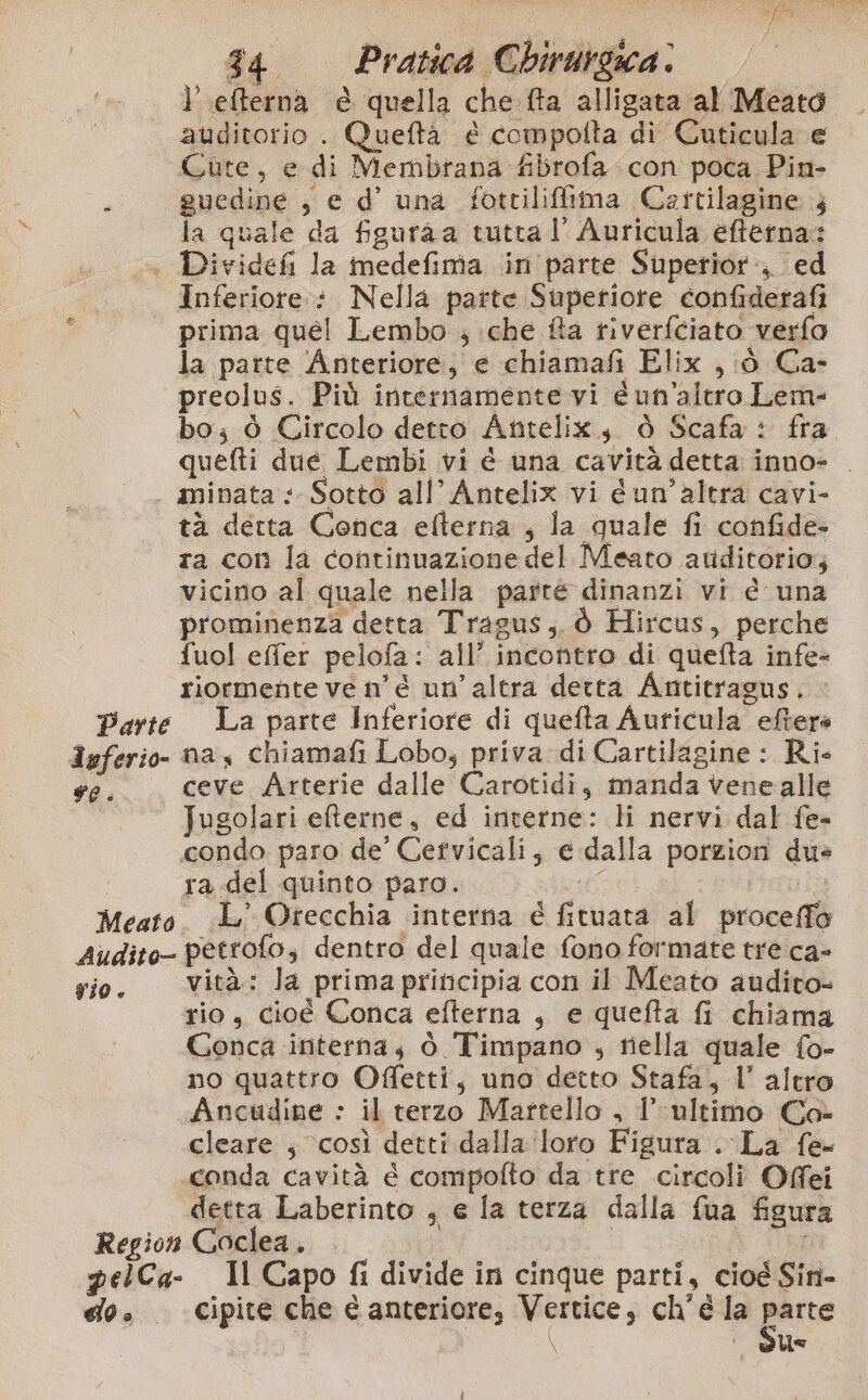 l’efterna è quella che fta alligata al Meato auditorio . Queftà é compolta di Cuticula e Gute, e di Membrana fibrofa con poca Pin- guedine , e d’ una fotcilifima Cattilagine la quale da figuraa tutta l’ Auricula eftetna: Inferiore. : Nella parte Superiore confiderafi prima quel Lembo ; che fta tiverfciato verfo la parte Anteriore, e chiamafi Elix ,iò Ca- preolus. Più internamente vi é un'altro Lem- bo; ò Circolo detto Atitelix, ò Scafa: fra. quefti due Lembi vi é una cavità detta inno- . minata : Sotto all’ Antelix vi é un’altra cavi- tà derta Conca efterna , la quale fi confide- ra con la continuazione del Meato atiditorio; vicino al quale nella parte dinanzi vi é una prominenza detta Tragus,. ò Hircus, perche fuol effer pelofa: all’ incontro di queta infe- riormente ve n'é un’altra detta Antitragus. La parte Inferiore di quefta Auricula eftere FO. ceve Arterie dalle Carotidi, manda venealle Jugolari eterne, ed interne: li nervi dal fe- condo paro de’ Cervicali; e dalla porzion du= ra del quinto paro. fa YO vità: la prima priticipia con il Meato audito- rio, cioé Conca efterna , e quefta fi chiama Gonca interna, ò Timpano , riella quale {o- no quattro Offetti, uno detto Stafa, l’ altro Ancudine : il terzo Martello , l’ultimo Co- cleare ; ‘così detti dalla ‘loro Figura .-La fe conda cavità é compofto da tre circoli Offei cipite che è anteriore, Vertice, ch'é la parte \ | Sus