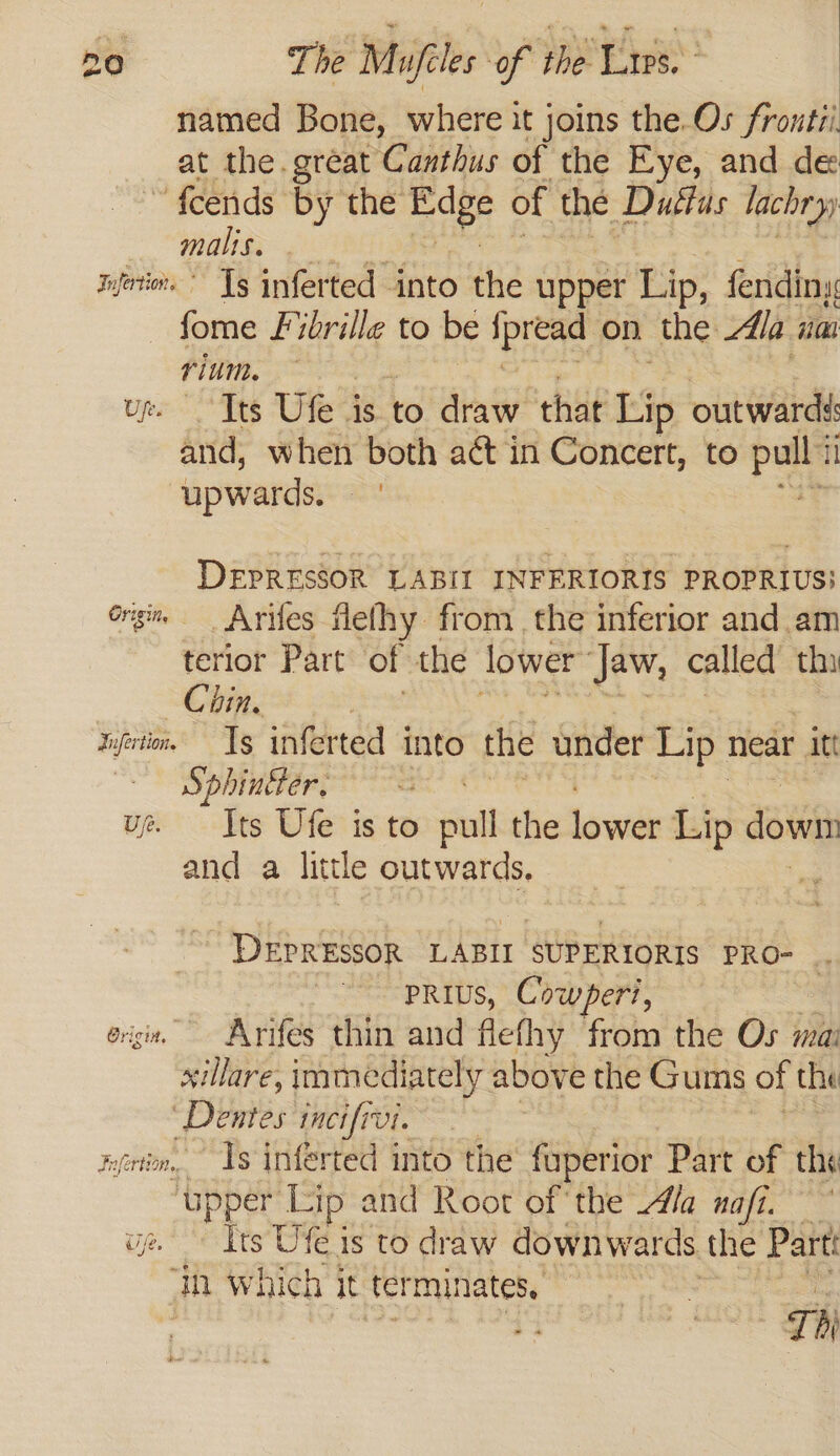 named Bone, where it joins the Os froutii at the. great Canthus of the Eye, and de feends by the Edge of the Duttas lachryy malis. njerior. ~ Tg inferted into the upper Lip, fendiny fome Fibrille to be ipread on the dla im rium. ‘Tts Ufe is to draw that Lip outwards ee when both act in Concert, to pull: i upwards. : DEPRESSOR LABII INFERIORIS PROPRIUS! Grigi, _ Arifes flelhy from the inferior and am terior Part of the lower Jaw, called thi Chin. ; Iyfrton Tg inferted into the under Lip. near. “it Sphiner. ue. Its Ufe is to pull the —_ Lip down and a little outwards. DEPRESSOR LABII SUPERIORIS PRO- . PRIUS, Cowperi, | esi, Arifes thin and flefhy from the Os mai xillare, immediately above the Gums of the ‘Dentes incifivi. neni, 1s inferted into the fuperior Part of the ‘upper Lip : and Root of the Ala nafi. up Its Ute is to draw downwards the Parti in which it terminates, eos Thi