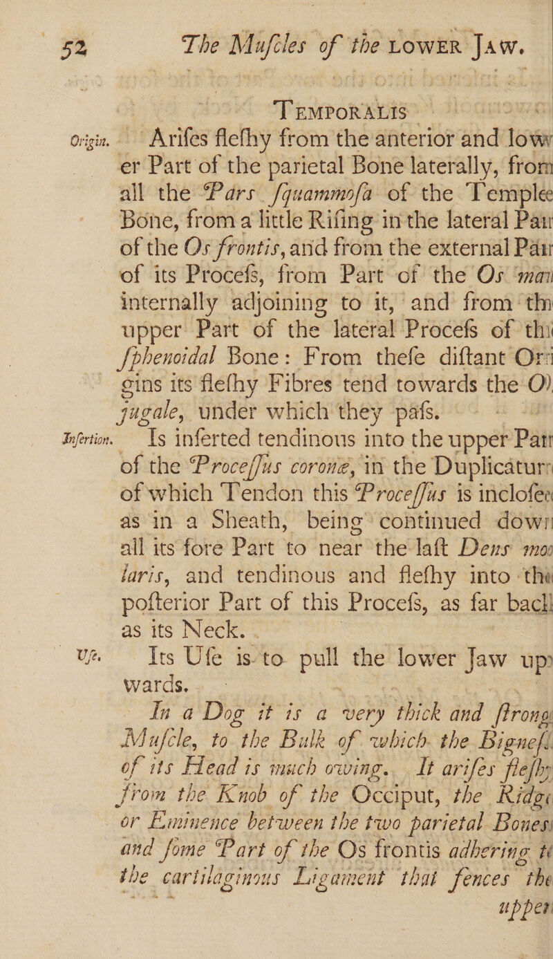 ie The Mufeles ‘a the POWER Jaw. | | > > Tinker on ais ogi. Arifes flefhy from the anterior and jews er Part of the parietal Bone laterally, from all the Pars /quammofa of the Temple Bone, froma little Rifing in the lateral Pan of the Os frontis, and from the external Pan of its otc i from Part of the Os ‘ma internally adjoining to it, and from ‘th upper Part of the lateral Proce of thi — Sphencidal Bone: From thefe diftant Orn gins its flefhy Fibres tehd towards the O) jugale, under which they pafs. Jyertin. Ts inferted tendinous into the upper Pant of the Proceffus corone, in the Duplicatur: of which Tendon this Proce/fis is inclofee as in a Sheath, being’ continued down all its fore Part to near the laft Dens mo: lirie, and tendinous and flefhy into the pofterior Part of this Procefs, as far bach as its Neck. . ue ots Ufe isto a the ae Jaw up wards. In a Dog it is a very ae and [rong Mafcle, to. the Bulk of which. the Bignefi of its lead is much owing. It arifes flefy fiom the Knob of the Occiput, the Ridge or Eminence between the two parietal Bones: and fome Part of the Os frontis adhering tt the cartilaginous Ligament that fences the upper