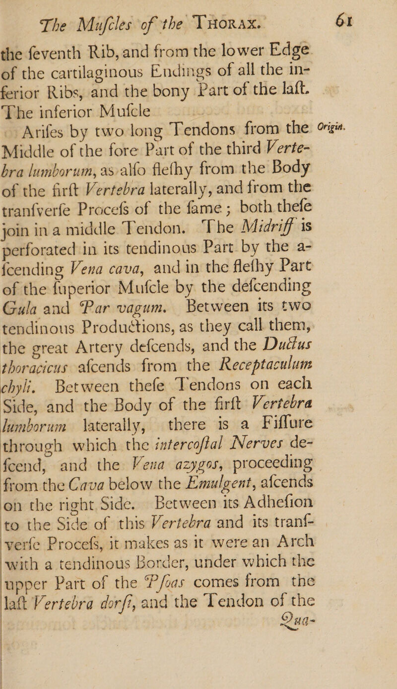 the feventh Rib, and from the lower Edge of the cartilaginous Endings of all the in- ferior Ribs, and the bony Part of the laft. The inferior Mufcle ; as! _ Arifes by two long Tendons from the Middle of the fore Part of the third Verte- bra lumborum, as allo flethy from the Body of the firft Vertebra laterally, and from the tranfverfe Procefs of the fame ; both thefe join ina middle Tendon. The Midriff is perforated in its tendinous Part by the a- {cending Vena cava, and in the flefhy Part of the fuperior Mufcle by the defcending Gula and Par vagum. Between its two tendinous Productions, as they call them, the great Artery defcends, and the Dudtus thoracicus afcends from the Receptaculum chyli. Between thefe Tendons on each Side, and the Body of the firft Vertebra lumborum \aterally, there is a Fiffure through which the intercoflal Nerves de- feend, and the Vena azygos, proceeding from the Cava below the Emulgent, afcends on the right Side. Between its Adhefion to the Side of this Vertebra and its tran{- ‘verfe Procefs, it makes as it were an Arch with a tendinous Border, under which the upper Part of the P/oas comes from the Jatt Vertebra dorfi, and the Tendon of the | | Qua- ; 7 ) “ Orig.