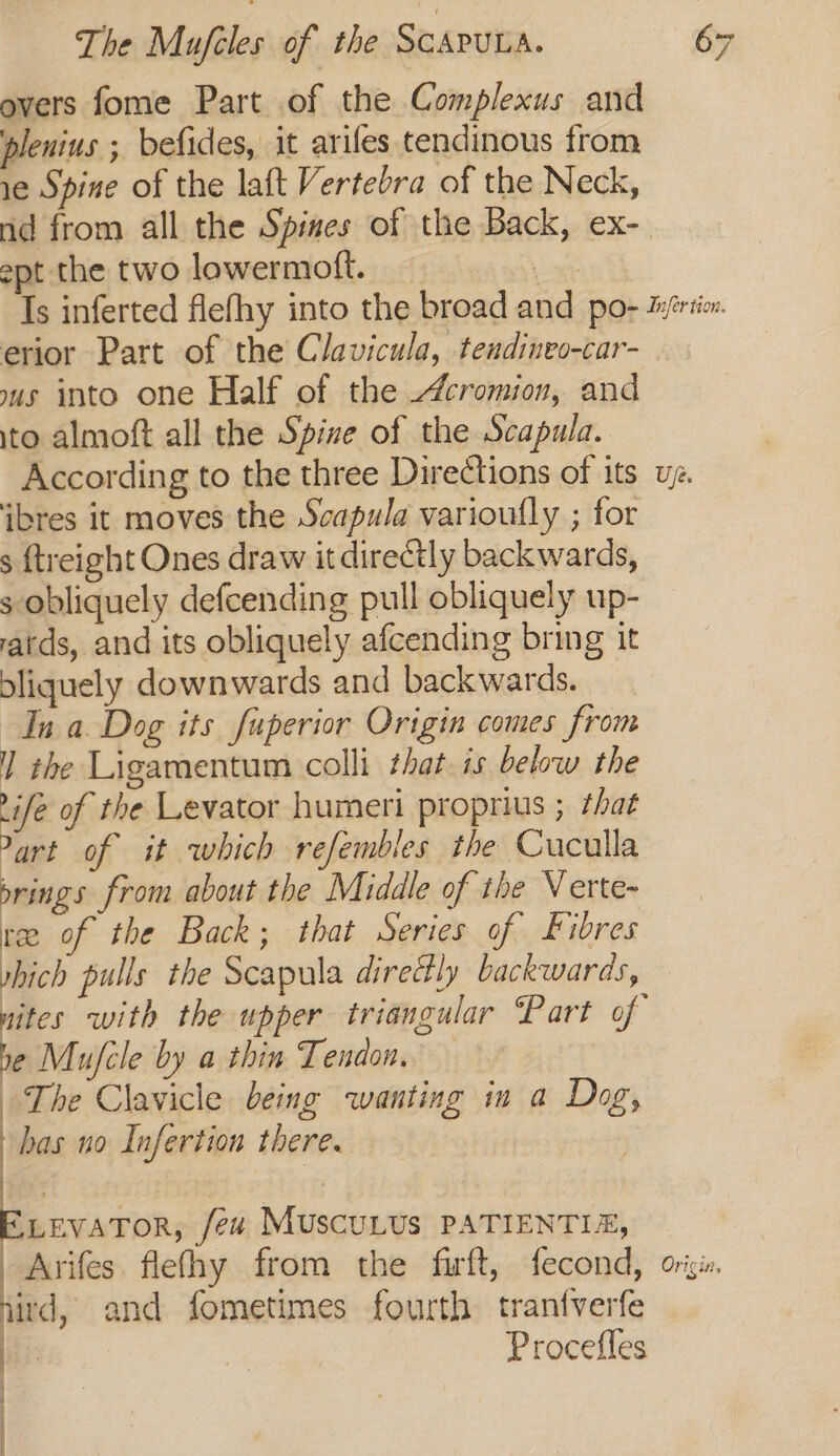 overs fome Part of the Complexus and plenius ; befides, it arifes tendinous from 1e Spine of the laft Vertebra of the Neck, ept the two lowermott. erior Part of the Clavicula, tendineo-car- ous into one Half of the cromion, and to almoft all the Spize of the Scapula. According to the three Directions of its ‘ibres it moves the Seapula varioully ; for s ftreight Ones draw it directly backwards, s obliquely defcending pull obliquely up- aids, and its obliquely afcending bring it dliquely downwards and backwards. In a. Dog its fuperior Origin comes from ] the Ligamentum colli that is below the ae of the Levator humeri proprius ; that art of it which refembles the Cuculla rings from about the Middle of the Verte- ree of the Back; that Series of Fibres hich pulls the Scapula direé#ly backwards, he Mujcle by a thin Tendon. The Clavicle being wanting in a Dog has no Infertion there. 3 LEVATOR, few MuscULUS PATIENTIA, _Arifes. flefhy from the firft, fecond, nird, and fometimes fourth tranf{verfe bi Se Procefles | +! Use. Orig i,
