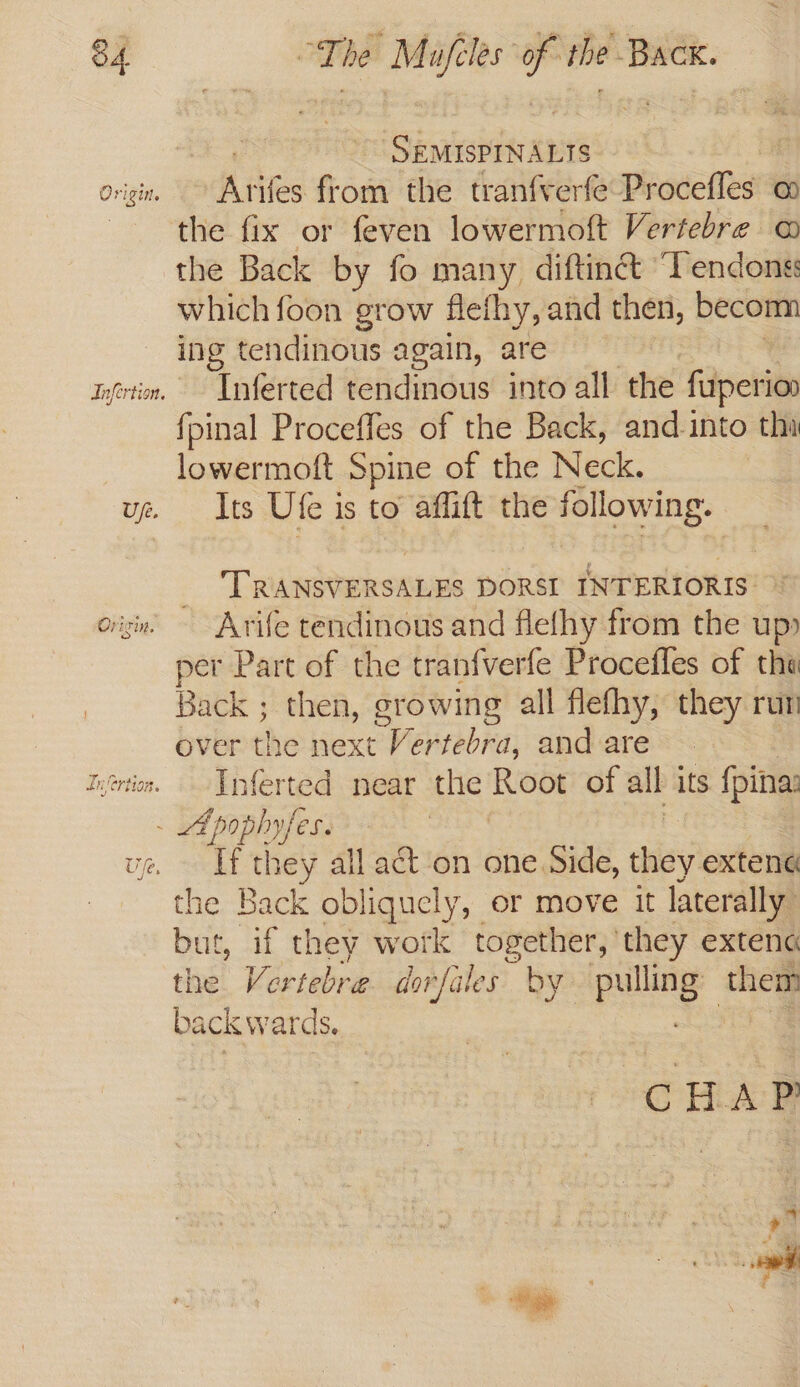 | ‘Seaiabinxpits | Arifes from the tranfverfe Proceffes @ the fix or feven lowermoft Vertebre @ the Back by fo many diftin@ ‘Tendons: which foon grow fleihy, and then, becom ing tendinous again, are Inferted tendinous into all the fuperion fpinal Proceffes of the Back, and into tha lowermoft Spine of the Neck. Its Ute is to affitt the following. TRANSVERSALES DoRSE INTERIORIS Arife tendinous and flefhy from the up» per Part of the tranfverfe Procefles of tha Back ; then, growing all flefhy, they rum over the next Vewsebra, and are Inferted near the Root of all its fpinna: If they all act on one. Side, chiey extena the Back obliquely, or move it laterally. but, if they work epee) they extenc the Vertebre dorfales by ule them backwards. C oa P