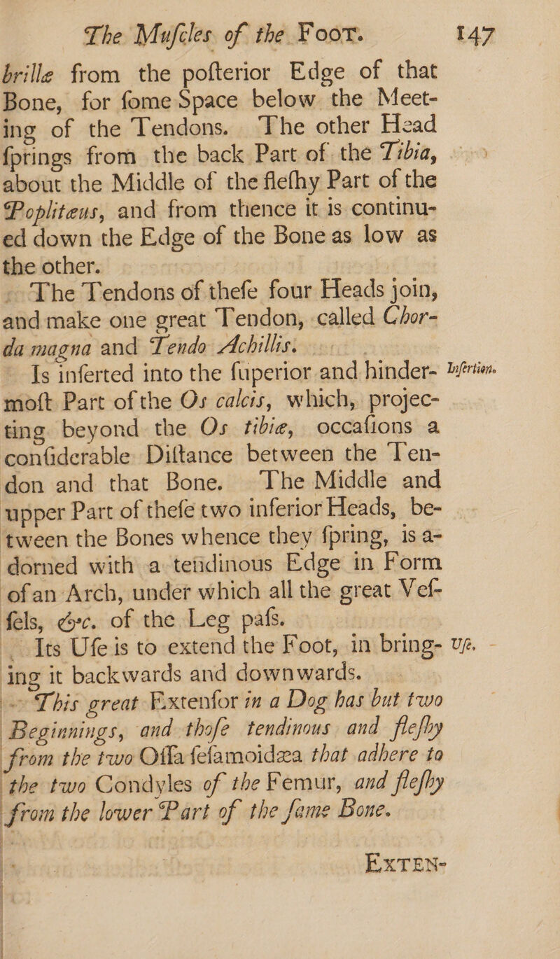 brille from the pofterior Edge of that Bone, for fome Space below the Meet- ing of the Tendons. The other Head {prings from the back Part of the Tibia, about the Middle of the flefhy Part of the Popliteus, and from thence it is continu- ed down the Edge of the Bone as low as the other. | | . The Tendons of thefe four Heads join, and make one great Tendon, called Ghor- da magna and Tendo Achillis. | Is inferted into the fuperior and hinder- rien moft Part ofthe Os calcis, which, projec- ting beyond the Os tibie, occafions a confiderable: Diltance between the Ten- don and that Bone. The Middle and upper Part of thefe two inferior Heads, be- tween the Bones whence they fpring, 1s a- dorned with a teidinous Edge in Form ofan Arch, under which all the great Vef- fels, &amp;c. of the Leg pas. Its Ufe is to extend the Foot, in bring- ve. - ing it backwards and downwards. This great F.xtenfor in a Dog has but two Beginnings, and thofe tendinous and flefhy from the two Offa felamoidea that adhere ta ‘the two Condyles of the Femur, and flefhy from the lower Part of the fame Bone. EXTEN- g