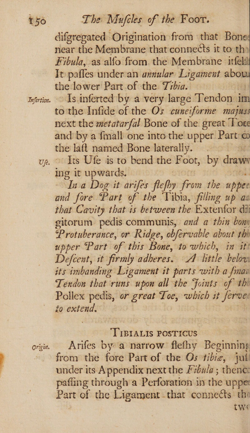 156 Origin. The Mufeles of the Foor. difgregated Origination from that Bone near the Membrane that connects it to th) Fibula, as alfo from. the Membrane itfeld It paffes under an axnular Ligament abow the lower Part of the Tibia. eg Is inferted by a very large Tendon in to the Infide of the Os cuneiforme majus next the metatarfal Bone of the great Tore and: by a fmall one into the upper Part:a the laft named Bone laterally. . — : Its Ufe is to bend the Foor, by draw ing it upwards. Ina Dog it arifes flefhy from the apie and fore Part of the ‘Tibia, filling up aa that Cavity that is between the Extenfor di gitorum pedis communis, and a thin bom Protuberance, or Ridge, obfervable about rhb upper “Part of this Bone, to which, in itt Defcent, it firmly adheres. Al little below its imbanding Ligament it parts with a fiman Tendon that runs upon all the foints of thi Pollex pedis, or great Toe, which it _ io extend, ‘TIBIALIs POSTICUS Arifes bya narrow flefhy Beginning from the fore Part of the Os tibie, jal’ under its A ppendix next the rba/a ; thene: pafling through’a Perforation in the upper Part of the iLigangent that connects. the twi
