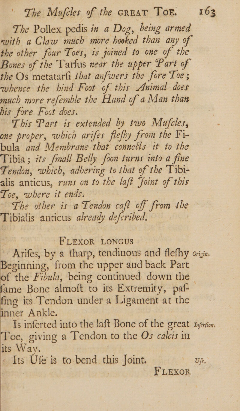 The Pollex pedis in a Dog, being armed with a Claw much more hooked than any of the other four Toes, is joined to one of the Bones of the Tarfus near the upper Part of the Os metatarfi that anfwers the fore Toe ; whence the hind Foot of this Animal does much more refemble the Eland of a Man than his fore Fost does. | This Part is extended by two Mufcles, one proper, which arifes flefhy from the Fi- bula and Membrane that connects it to the Tibia; its /mall Belly foon turns into a fine Tendon, which, adhering to that of the Tibi- alis anticus, runs on to the laft foint of this Toe, where it ends. 2 ~The other is a Tendon caft off from the Tibialis anticus already defcribed. a, FLEXOR LONGUS Arifes, by a fharp, tendinous and flefhy origin, Beginning, from the upper and back Part of the Fibula, being continued down the | fame Bone almoft to its Extremity, paf- fing its Tendon under a Ligament at the nner Ankle. : , Is inferted into the laft Bone of the great mertion, Toe, giving a Tendon to the Os calcis in is Way. « Its Ufe is to-bend this Joint. Up. ' ae , ; FLEXOR q 4 ; :