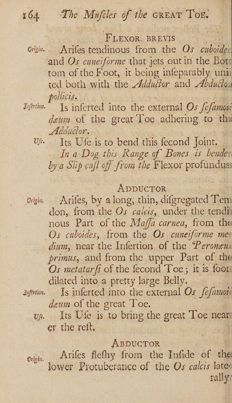 FLEXOR. BREVIS origi, — Arifes tendinous from the Qs cubes ‘and Os cuneiforme that jets out in the Bott tom of the Foot, it being infeparably uni ted both with the Addudter and Abduda ollicts. iifriim.” Ts inferted into the external Os /c/amesi deum of the great Toe adhering to thi Adductor, | Ue. Its Ufe is to bend this fecond Joint. Ina Dog this Range of Bones is bendee bya Slip caf of from the F lexor profunduss ADDUCTOR Orig. Arifes, by along, thin, PRES Tem don, from the Os caleis, under the tendii nous Part of the Ma//a carnea, from tha Os cuboides, from the Os. cuneiforme mee dium, near the Infertion of the “Peroneus primus, and from the upper Part of the Os metatar ft of the fecond ‘Toe ; it is foor dilated into a pretty large Belly. | ayprin. Ts inferted into the external Os fefamoti deum of the great Toe. | ue Its Ufe is to bring the great Toe near er the reft, 7 : ABDUCTOR Arifes fiefhy from the Infide of tha lower Protuberance of the Os calcis lates rally; Origti.