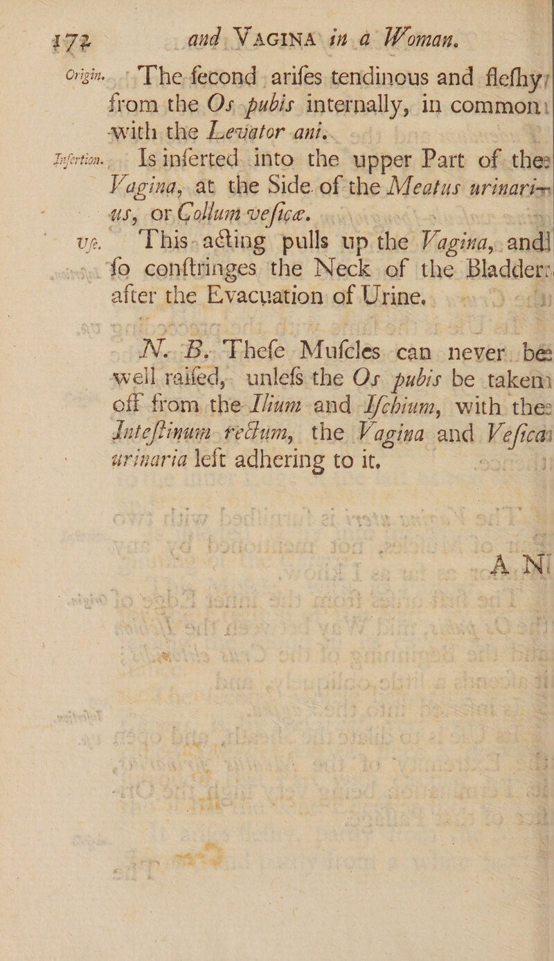 origi. The-fecond arifes tendinous and flefhy; from the Os pubis internally, in common, with the Lezator ani.. iyertin.. Ig nferted. into the upper Part of the: oi agina, at the Side. of the Meatus UV iNav ion us, or Gollum vefice. ve. ‘This-aéting pulls up the Vaile andl fo conftringes the Neck of the Bladdem after the Evacuation of Urine. 334 Wie B, Thete Mulcles can never be well railed, unlefs the Os pubis be taken off from the I/ium and I/chinum, with thee Inteftinum redum, the Vagina and kee cai urinaria left adhering to it, AN Bp Te .
