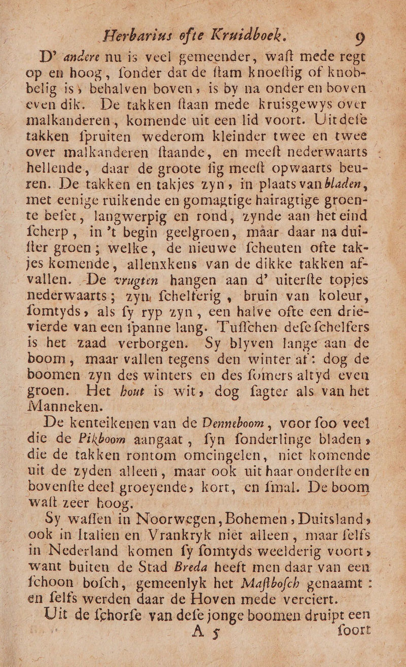D?’ andere nu is veel gemeender, waft mede regt op en hoog, fonder dat de ftam knoeftig of knob- belig iss behalven boven; is by na onderen boven. even dik. De takken ftaan mede kruisgewys over malkanderen, komende uit een lid voort. Uitdefe takken fpruiten wederom kleinder twee en twee over malkanderen ftaande, en meeft nederwaarts hellende, daar de groote fig meelt opwaarts beu- ren. De takken en takjes zyn» in plaats van bladen, ‚met eenige ruikende en gomagtige hairagtige groen- te befer, langwerpig en rond, zynde aan het eind fcherp, in ’t begin geelgroen, maâar daar na dui- fter groen; welke, de nieuwe fcheuten ofte tak- jes kemende, allenxkens van de dikke takken af- vallen. De vrugten hangen aan d’ uiterfte topjes nederwaarts; zym fchelterig , bruin van koleur, fomtyds, als fy ryp zyn, een halve ofte een drie- vierde van een tpanne lang. Tuffchen defe fchelfers is het zaad verborgen. Sy blyven lange aan de boom , maar vallen tegens den winter at: dog de „boomen zyn des winters en des fomers altyd even groen. Het hout is wit» dog fagter als. van het Manneken. die de Pikboom aangaat, fyn fonderlinge bladen » die de takken rontom omcingelen, niet komende uit de zyden alleen, maar ook uit haar onderfteen bovenfte deel groeyende» kort, en fmal. De boom walt zeer hoog. | Sy waflen in Noorwegen, Bohemen ‚ Duitsland» ook in Italien en Vrankryk niet alleen , maar felfs in Nederland komen fy fomtyds weelderig voorts want buiten de Stad Breda heeft men daar van een fchoon bofch, gemeenlyk het Maflbofch genaamt : en felfs werden daar de Hoven mede verciert. Uit de {chorfe van defe jonge boomen druipt een ‚ | As | foort