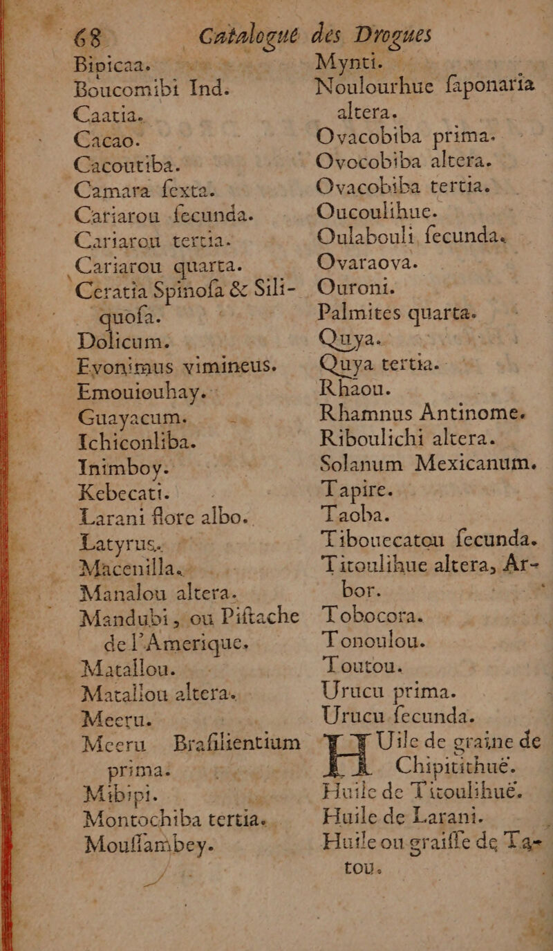 68 Bipicaa. ti Boucomibi Ind. Caaria. Cacao. Cacoutiba. Camara fexte. Cariarou fecunda. Cariaron tertia. Cari jarou quarta. Cer atia Spinofa &amp; Sik- “quofa. Dolicum. _ Evonimus vimineus. Emouiouhay. Guayacum. du Ichiconliba. Inimboy. Kebecatt. Larani flore albo. Latyrus. Macenilla.… Manalou altera. Mandubi, où Piftache del Amerique. . Matallou. TMatalion altera. Meeru. Meceru prima. Mibipi. Montochiba tertia.. Moufambey. #, a Brafilientium Mynti Noulourhue faponaria altera. Ovacobiba prima. Ovocobiba altera. Ovacobiba tertia. Oucoulihue. Oulabouli, fecunda. Ovaraova. Ouroni. Palmites quarta. Quya. Quya tertie. Rhaou. Rhamnus Antinome. Riboulichi altera. Solanum Mexicanum. Tapire. Tacha. Tibouccatou fecunda. Titoulihue asia Ar bor. * Tobocora. Tonoulou. Toutou. Urucu prima. Urucu fecunda. Uile de graine de Chipitithuë. Huile de Titoulihuë. Huile de Larani. 1 Huile on graifle de Eas tou. v 14