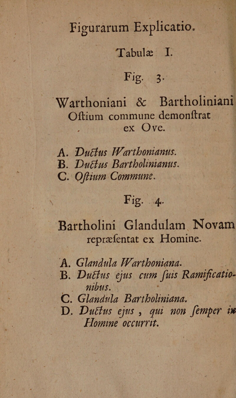 'Tabule I. Fig. ..3. Warthoniani &amp; Bartholiniani Oftium commune demonftrat ex Ove. A. DDuttus IWartbonianus. B. Dutius Bartbolinianus. C. Offium Commune. Fig. 4. Bartholini Glandulam. Novam reprzfentat ex Homine. À. Glandula Iartboniana. B. Dutíus ejus. cum fuis Ramificatio- —— bus. C. Glandula. Bartboliniana. D. Dutius ejus , qui won femper im Homine occurrit.