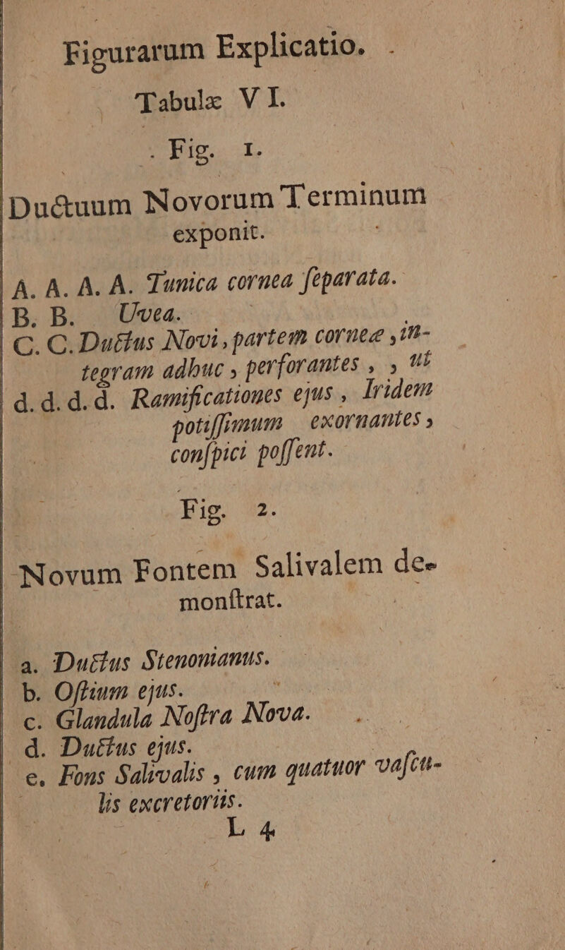 'Tabulx V I. DOTty.« iDu&amp;uum NNovorum Terminum ped exponit. | A. A. A. A. Tunica cornea feparata. | B. B. U^vea. | C. C. Du&amp;lus Novi, partem coruez ,in- fegram adbuc , perforantes , ui d.d.d.d. Ramificatioues ejus , Iridem potiffrznum | exornantes » con[pici pofJent. Fig. E | ':Novum Fontem Salivalem de- | monítrat. |a. Duttus Stenomanus. | b. Offium ejus. dI c. Glandula Noftra Nova. | d. Duttus ejus. : | e. Fons Salivalis , cum quatuor vafct- lis excretorits. L4
