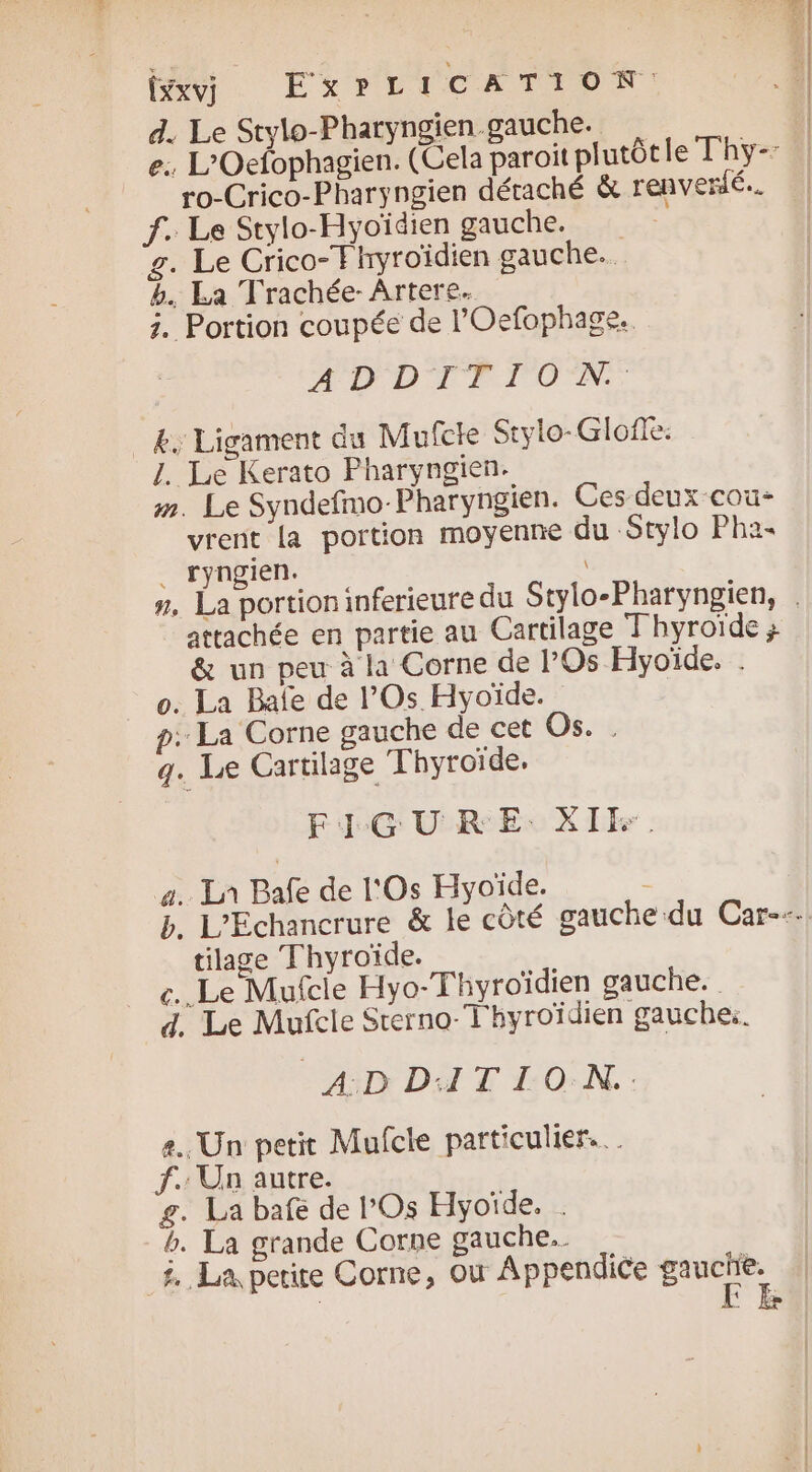 [Ex v] EXPLICATION d. Le Stylo-Pharyngien.gauche. e: L'Oefophagien. (Cela paroi plutôtie T'hy- ro-Crico-Pharyngien détaché &amp; renverlé.. f. Le Stylo-Hyoïdien gauche. g. Le Crico-T hyroïdien gauche. b. La Trachée- Artere. 3. Portion coupée de l'Oefophage. A DDTETIOMN. _&amp;, Ligament du Mufcte Stylo-Gloffe: 1. Le Kerato Pharyngien- m. Le Syndefmo-Pharyngien. Ces deux cou- vrent la portion moyenne du Stylo Pha« . ryngien. \ ». La portion inferieure du Stylo-Pharyngien, . attachée en partie au Cartilage Thyroïde ; &amp; un peu à la Corne de l’Os Hyoïde. . o. La Bale de l’Os Hyoïde. p: La Corne gauche de cet Os. q. Le Cartilage Thyroïde, FIGURE. XIE. a. Ln Bafe de l'Os Hyoïde. 1 b. L’Echancrure &amp; le côté gauchedu Car--- tilage Thyroïde. ce. Le Mufcie Hyo-Thyroïdien gauche. d. Le Mufcle Sterno-T'hyroïdien gauche. air DA T MON. 8. Un petit Mufcle particulier. f. Un autre. g. La bafe de POs Hyoïde. . b. La grande Corne gauche. A La petite Corne, où Appendice Er