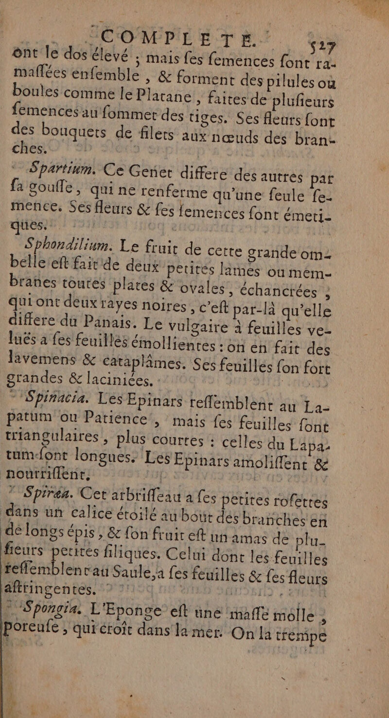 ônt le dos élevé ÿ mais fes femences font ra- maflées énfemble , &amp; forment des pilules ou boules comine le Plarane > faites de plufieurs femences au fommer des tiges, Ses fleurs font des bouquets de filets aux nœuds des brane ches. HO 2 | Spartinn. Ce Genet differe des autres pat fa gouffe, quine renferme qu'une feule fe- mence, Ses fleurs &amp; fes femences font émeti- ques. NG e Sphondilium. Le fruit de cette grande om belleleft fait de deux petites larmes ou mem branes toutes plares &amp; ovales , échancrées ; Qui ont deux rayes noires , c’eft par-là qu’elle differe du Panais. Le vulgaire à feuilles ve- lués a fes feuilles émollientes :on en fait des lavemens &amp; cataplâmes. Ses feuilles fon fort grandes &amp; lacinices. : R |: TU *Spinacia. Les Épinars reflemblent au La- patum ou Patience, mais fes feuilles font triangulaires , plus courtes : celles du Lapa tum-font longues. Les Epinars amoliflenr &amp; nourriflent, ps SU ” Spiren. Cet arbriffeau à fes petites rofêtres dans un calice étoilé au bout dés branches en dé longs épis ; &amp; fon fruir eft un amas de plu- fieurs perires filiques. Celui dont les feuilles feflemblenvau Saule,a fes feuilles &amp; fes fleurs afttingentes. © * re DEA ” Spongia. L'Eponce eft üne maffe molle ; poreufe > Qui étoît dans la mer Onla trempe