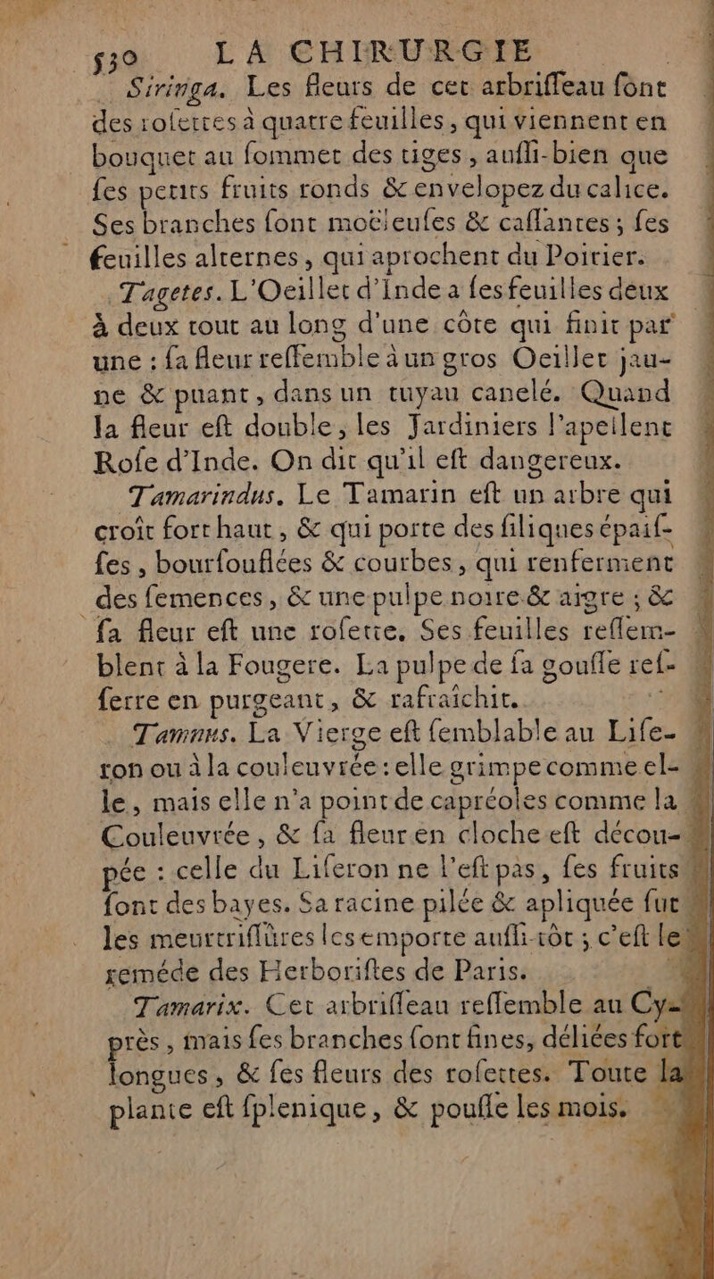 … Siringa. Les fieurs de cer arbriffeau font des rolerres à quatre feuilles, quiviennenten bouquet au fommer des tiges, aufi-bien que fes peits fruits ronds &amp; envelopez du caline) Ses branches font moëtleules &amp; caflanres ; fes fcuilles alrernes, qui aprochent du Poirier. Tagetes.L Ocillet d'inde a fes feuilles déux à deux rout au long d'une côte qui finit par une : {a fleur cheb) caungros Oeiller jau- ne &amp; puant, dans un tuyau canelé. Quand la fleur eft double, les M ve l’apeilenct Rofe d'Inde. On dir qu'il eft dangereux. Tamarindus. Le Tamarin eft un arbre qui croit fort haut, &amp; qui porte des filiques épaif- fes , Rae ar &amp; courbes, qui renferment _des GR LEE &amp; une pulpe noire.&amp; aigre ; &amp; fa fleur eft une rofetie, Ses feuilles releute blent à la Fougere. La pulpe de fa coufle ref- | ferre en purgeant, &amp; tafraîchit. ; Tamnns. La Vierge eft femblable au Life- | ton ou à la couleuvrée:elle grimpecommeel- M le, mais elle n’a point de capréoles comme la Couleuvrée, &amp; fa fleuren clocheeft décou-# ée : celle du Liferon ne l'eftpas, fes fruits Fi font des bayes. Sa racine pilée &amp; apl iquée fut Ml les meurtriflüres lesemporte auflirôt ; c’eft le reméde des Herboriftes de Paris. ‘4 Tamarix. Cet arbriffeau reffemble au Cy2# près , imais fes branches {ont fines, déliées fort longues, &amp; fes fleurs des rofettes. Toute la plante eft fplenique, &amp; poufle les mois.
