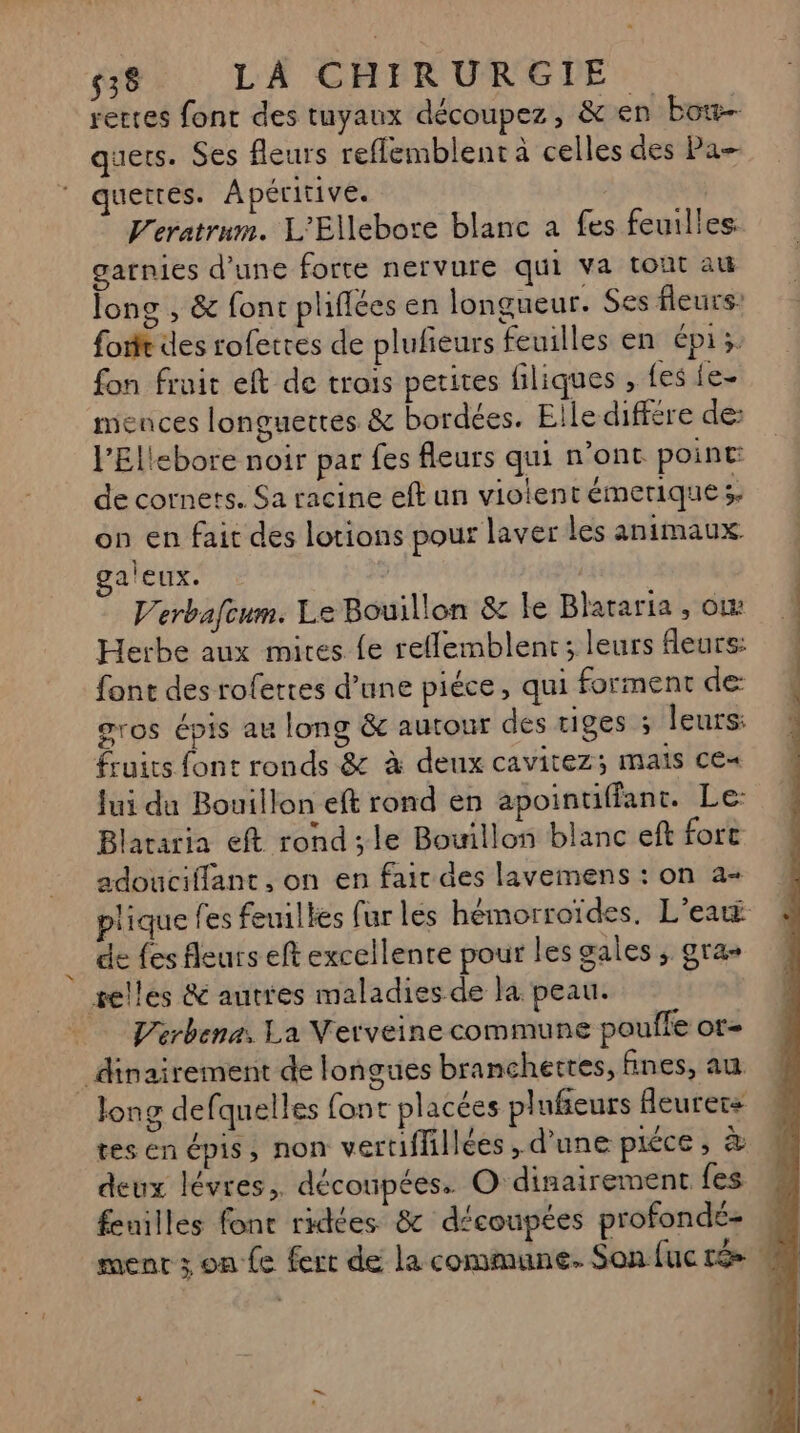 rettes font des tuyaux découpez, &amp; en bot quets. Ses fleurs reflemblent à celles des Pa quettés. Apéritive. : V'eratrum. L'Ellebore blanc à fes feuilles garnies d'une forte nervure qui va tout au long , &amp; font phfiées en longueur. Ses fleurs fox des rofetres de plufeurs feuilles en épi; fon fruit eft de trois petites filiques , {es {e- mences longuettes &amp; bordées. Elle différe de: l'Ellebore noir par fes fleurs qui n’ont point: de cornets. Sa racine eft un violent émeriques. on en fait des lotions pour laver les animaux. a'eux. | | Verbafcum. Le Bouillon &amp; le Blataria , où: Herbe aux mires {e reflemblent; leurs fleurs: font des rofettes d’une piéce, qui forment de: gros épis au long &amp; autour des tiges ; leurs: fruits font ronds &amp; à deux cavitez; mais ce« fui du Bouillon eft rond en apointiffant. De: Blataria eft rond ; le Bouillon blanc eft fort adouciffant, on en fair des lavemens : on a+ plique fes feuilles (ur les hémorroïdes. L’eaÿ de fes fleurs eft excellente pour les gales ; gras selles &amp; autres maladies de la peau. Verbena La Verveine commune pouffe or= _dinairement de longues branchetres, fines, au. long defquelles font placées plufieurs Heurers tesen épis, non vertiffillées , d’une piéce, à deux lévres, découpées. O dinairement fes feuilles font ridées &amp; découpées profondé- | ment x; on {e fert de la commune. Son fuc ré *