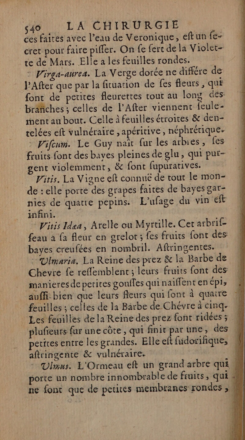 ces faites avec l’eau de Veronique, eftun {e- cret pour faire pifler. On (e fert de la Violet- te de Mars. Elle a les feuilles rondes. © Wirga-aurea. La Verge dorée ne différe de _J'After que par la fituation de fes fleurs, qu font de petites fleurettes tout au long des branches ; celles de l’After viennent {eule- ment au bout. Celle à feuilles étroites &amp; den- telées eft vulnéraire , apéritive, néphrérique. - Vifeum. Le Guy nait {ur les arbies, fes fruits font des baves pleines de glu, qui pur- ent violemment, &amp; font fupurarives. Vitis. La Vigne eft connué de rout le mon- de : elle porte des grapes faites de bayes gar- nies de quatte pepins: L'ufage du vin Et infini. pitis ea, Arelle ou Myrtille. Cer arbrif- feau à fa fleur en grelor; fes fruits font des: bayes creufées en nombril. Afiringentes. : Ulmaria. La Reine des prez &amp; la Barbe de Chevre fe reflemblent ; leurs fruits font des manieres de perices goulles qui naiffent en éPis auffi-bien que leurs fleurs qui font à quaire feuilles ; celles de la Barbe de Chévre à cinq. _ Les feuilles de la Reine des prez font ridées ; plufieurs fur une côte , qui finit par une; des petites entre les grandes. Elle eft füdorifique, aftringente &amp; vulnéraire. Ulmus. L'Ormeau eft un grand arbre qui porte un nombre innombrable de fruits, qui » ne font que de petires membranes rondes ,