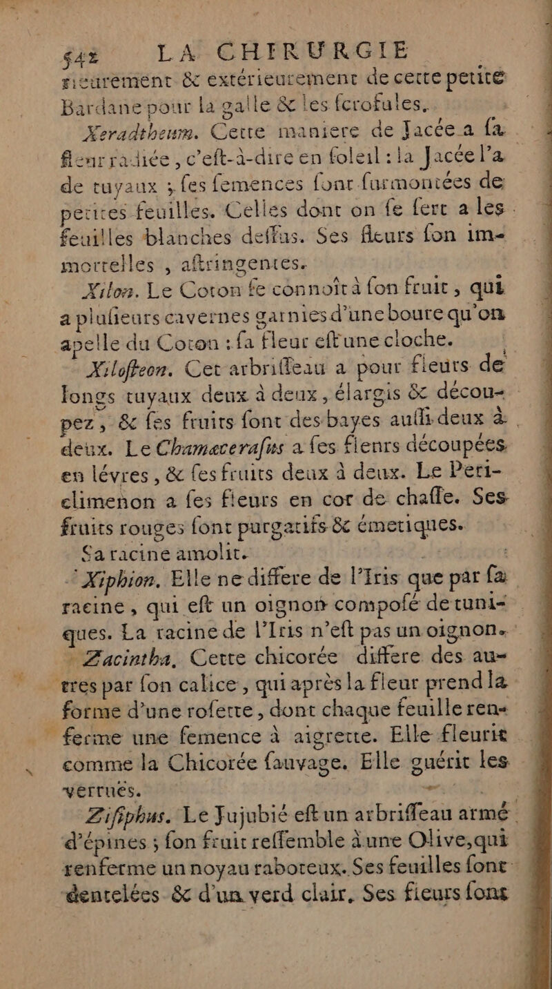 x jé : LACGRFRURGLE … ricurement &amp; extérieurement de certe petite Bardane pour la galle &amp; les fcrofules, Xeradtheum. Cetre maniere de Jacée a fa enr radiée , c’eft-à-dire en foleil : la Jacée la de tuyaux ; fes femences font farmontées de etires feuilles. Celles dont on fe ferc a les. feuilles blanches deffus. Ses fleurs fon im- mortelles , aflringentes. | Xilon. Le Coton fe connoîtà fon fruit, qui a plulieurs cavernes garnies d’uncboure qu'on apelle du Coton: fa fleur effune cloche. | Xiloffeon. Cet arbriffeau a pour fleurs de longs tuyaux deux à deux, élargis &amp; décou= pez, &amp; fes fruits font des bayes aufli deux à deux. Le Chamacerafus a fes fienrs découpées en lévres, &amp; fes fruits deux à deux. Le Peri- climenon 2 fes fleurs en cor de chaffe. Ses fruits rouges font purgatifs &amp; émetiques. £a racine amolit. 2? | © Xiphion, Elle ne differe de l’Iris que par fa racine, qui eft un oignon compofé de tuni- ques. La racine de l’Iris n’eft pas un oignon. > Facintha. Certe chicorée differe des au- res par fon calice, qui aprèsla fleur prendla forme d’une roferre , dont chaque feuille ren« comme la Chicorée fauvage. Elle guérit Les VEITUES. se TE Zifiphus. Le Fujubié eftun arbriffeau armé d’épines ; fon fruit reffemble àune Olive,;qui renferme un noyau raboreux. Ses feuilles font dencelées &amp; d'un verd clair, Ses fieurs fons