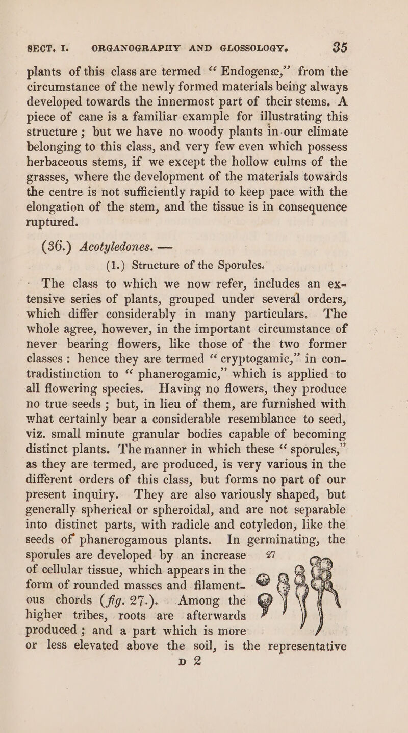 plants of this class are termed ‘‘ Endogene,” from the circumstance of the newly formed materials being always developed towards the innermost part of their stems. A piece of cane is a familiar example for illustrating this structure ; but we have no woody plants in-our climate belonging to this class, and very few even which possess herbaceous stems, if we except the hollow culms of the grasses, where the development of the materials towards the centre is not sufficiently rapid to keep pace with the elongation of the stem, and the tissue is in consequence ruptured. (36.) Acotyledones. — (1.) Structure of the Sporules. The class to which we now refer, includes an ex- tensive series of plants, grouped under several orders, which differ considerably in many particulars. The whole agree, however, in the important circumstance of never bearing flowers, like those of the two former classes : hence they are termed “ cryptogamic,” in con- tradistinction to ‘‘ phanerogamic,” which is applied to all flowering species. Having no flowers, they produce no true seeds ; but, in lieu of them, are furnished with what certainly bear a considerable resemblance to seed, viz. small minute granular bodies capable of becoming distinct plants. The manner in which these “ sporules,” as they are termed, are produced, is very various in the different orders of this class, but forms no part of our present inquiry. They are also variously shaped, but generally spherical or spheroidal, and are not separable into distinct parts, with radicle and cotyledon, like the seeds of phanerogamous plants. In germinating, the sporules are developed by an increase 27 of cellular tissue, which appears in the - form of rounded masses and filament. &amp; #2 ous chords (fig. 27.). Among the Y higher tribes, roots are afterwards produced ; and a part which is more , or less elevated above the soil, is the reveananaiye D2