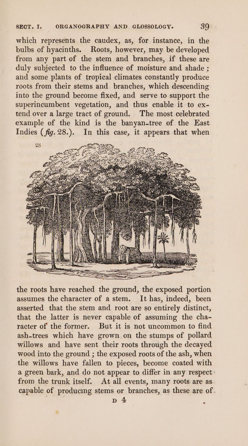 which represents the caudex, as, for instance, in the bulbs of hyacinths. Roots, however, may be developed from any part of the stem and branches, if these are duly subjected to the influence of moisture and shade ; and some plants of tropical climates constantly produce roots from their stems and branches, which descending into the ground become fixed, and serve to support the superincumbent vegetation, and thus enable it to ex- tend over a large tract of ground. The most celebrated example of the kind is the banyan-tree of the East Indies (fig. 28.). In this case, it appears that when the roots have reached the ground, the exposed portion assumes the character of a stem. It has, indeed, been asserted that the stem and root are so entirely distinct, that the latter is never capable of assuming the cha- racter of the former. But it is not uncommon to find ash-trees which have grown on the stumps of pollard willows and have sent their roots through the decayed wood into the ground ; the exposed roots of the ash, when the willows have fallen to pieces, become coated with a green bark, and do not appear to differ in any respect» from the trunk itself. At all events, many roots are as. capable of producing stems or branches, as these are of. D 4