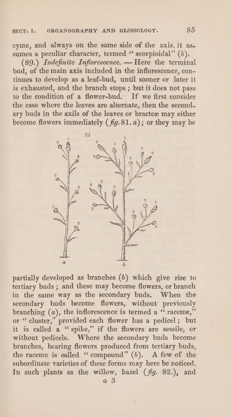 cyme, and always on the same side of the axis, it as- sumes a peculiar character, termed ‘ scorpioidal” (6). (89.) Indefinite Inflorescence. — Here the terminal bud, of the main axis included in the inflorescence, con- tinues to develop as a leaf-bud, until sooner or later it is exhausted, and the branch stops ; but it does not pass to the condition of a flower-bud. If we first consider the case where the leaves are alternate, then the second- ary buds in the axils of the leaves or bractee may either become flowers immediately (fig.81.a); or they may be partially developed as branches (6) which give rise to tertiary buds ; and these may become flowers, or branch in the same way as the secondary buds. When the secondary buds become flowers, without previously branching (a), the inflorescence is termed a “ raceme,” or “ cluster,” provided each flower has a pedicel; but it is called a “spike,” if the flowers are sessile, or without pedicels. Where the secondary buds become branches, bearing flowers produced from tertiary buds, the raceme is called “‘ compound” (b). A few of the subordinate varieties of these forms may here be noticed. In such plants as the willow, hazel (fig. 82.), and G 3