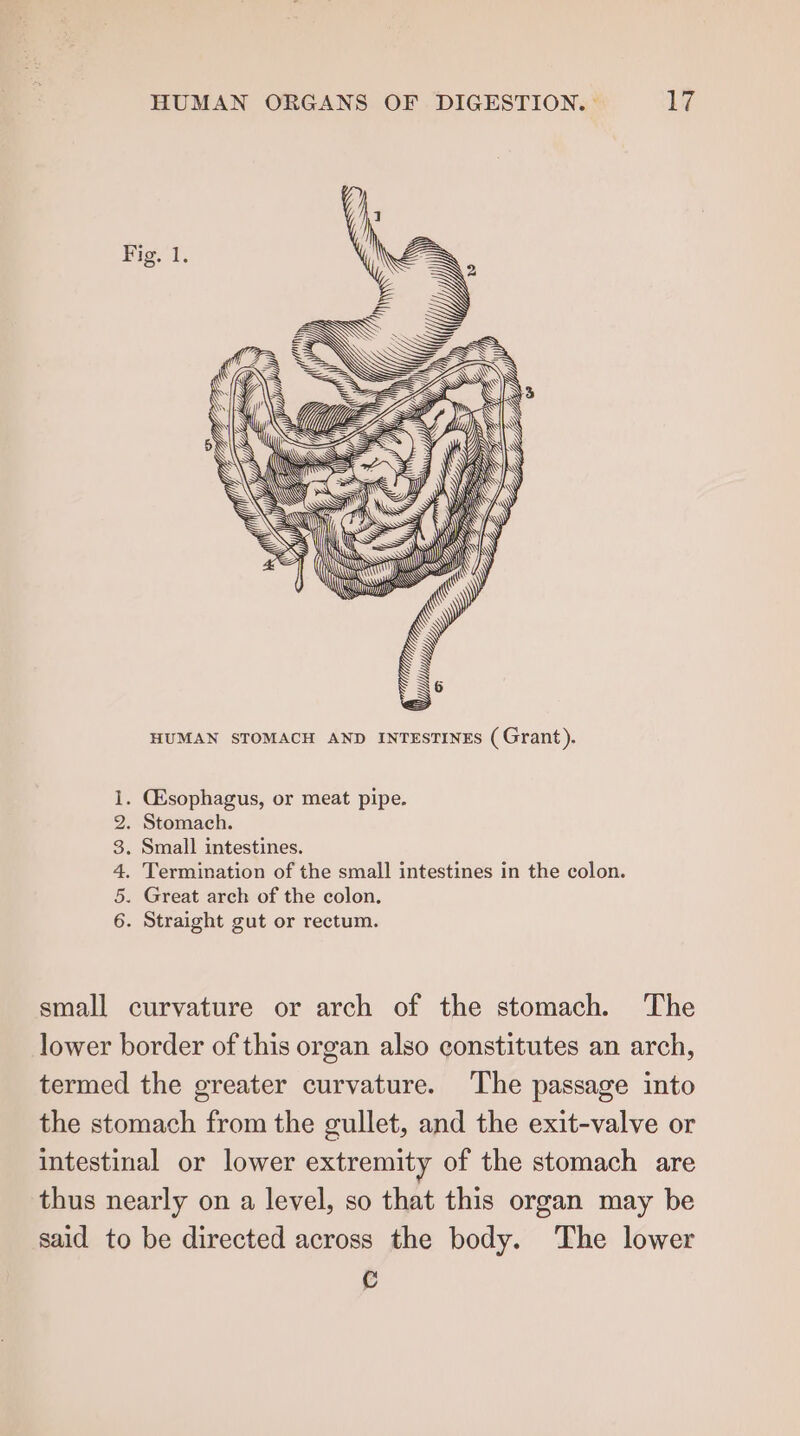 Fig. 1. ) iu \ My uv! ) Ww \ So * Sone LAS N HUMAN STOMACH AND INTESTINES (Grant). . Gsophagus, or meat pipe. . Stomach. . Small intestines. . Termination of the small intestines in the colon. . Great arch of the colon. . Straight gut or rectum. Aa OWE small curvature or arch of the stomach. ‘The lower border of this organ also constitutes an arch, termed the greater curvature. The passage into the stomach from the gullet, and the exit-valve or intestinal or lower extremity of the stomach are thus nearly on a level, so that this organ may be said to be directed across the body. The lower C