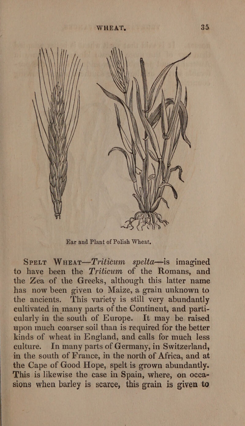 a Sa ZZ Sa = SSS ——— = a Ear and Plant of Polish Wheat. SpeLt Wueat—Triticum spelta—is imagined to have been the Triticum of the Romans, and the Zea of the Greeks, although this latter name has now been given to Maize, a grain unknown to the ancients. ‘This variety is still very abundantly cultivated in many parts of the Continent, and parti- cularly in the south of Europe. It may be raised upon much coarser soil than is required for the better kinds of wheat in England, and calls for much less culture. In many parts of Germany, in Switzerland, in the south of France, in the north of Africa, and at the Cape of Good Hope, spelt is grown abundantly. This is likewise the case in Spain, where, on occa- sions when barley is scarce, this grain is given to