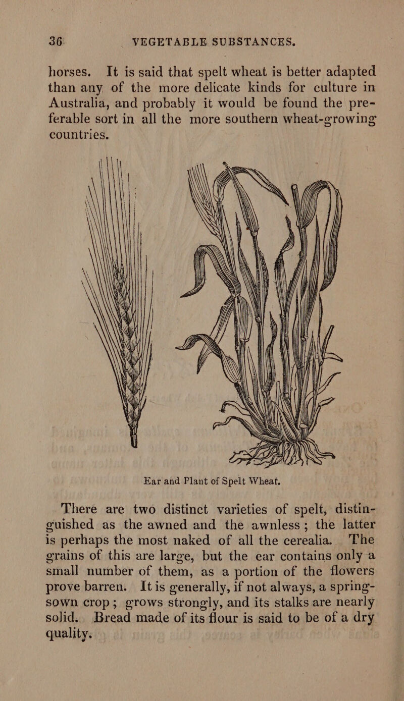 horses. It is said that spelt wheat is better adapted than any of the more delicate kinds for culture in Australia, and probably it would be found the pre- ferable sort in all the more southern wheat-growing countries. There are two distinct varieties of spelt, distin- guished as the awned and the awnless; the latter is perhaps the most naked of all the cerealia. ‘The grains of this are large, but the ear contains only a small number of them, as a portion of the flowers prove barren. It is generally, if not always, a spring- sown crop; grows strongly, and its stalks are nearly solid. Bread made of its flour is said to be of a dry quality.