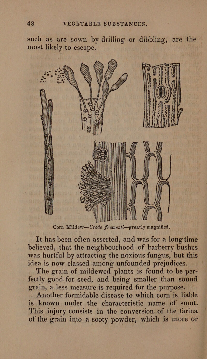 such as are sown by drilling or dibbling, are the most likely to escape. It has been often asserted, and was for a long time believed, that the neighbourhood of barberry bushes was hurtful by attracting the noxious fungus, but this idea is now classed among unfounded prejudices. The grain of mildewed plants is found to be per- fectly good for seed, and being smaller than sound grain, a less measure is required for the purpose. Another formidable disease to which corn is liable is known under the characteristic name of smut. This injury consists in the conversion of the farina of the grain into a sooty powder, which is more or