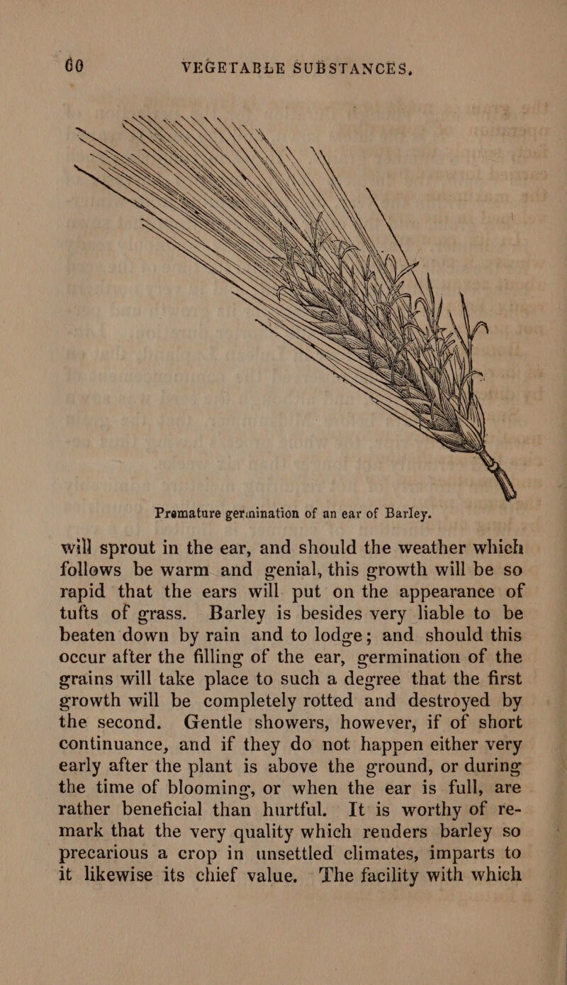 will sprout in the ear, and should the weather which follows be warm and genial, this growth will be so rapid that the ears will. put on the appearance of tufts of grass. Barley is besides very liable to be beaten down by rain and to lodge; and should this occur after the filling of the ear, germination of the grains will take place to such a degree that the first growth will be completely rotted and destroyed by the second. Gentle showers, however, if of short continuance, and if they do not happen either very early after the plant is above the ground, or during the time of blooming, or when the ear is full, are rather beneficial than hurtful. It is worthy of re- mark that the very quality which renders barley so precarious a crop in unsettled climates, imparts to it likewise its chief value. The facility with which