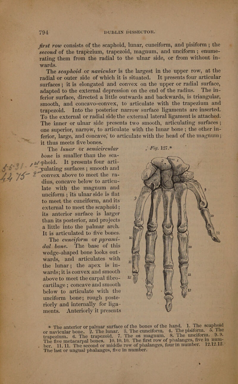 ex first row consists of the scaphoid, lunar, cuneiform, and pisiform ; the second of the trapezium, trapezoid, magnum, and unciform ; enume- rating them from the radial to the ulnar side, or from without in- wards. The scaphoid or navicular is the largest in the upper row, at the radial or outer side of which it is situated. It presents four articular surfaces ; it is elongated and convex on the upper or radial surface, adapted to the external depression on the end of the radius. The in- ferior surface, directed a little outwards and backwards, is triangular, smooth, and concavo-convex, to articulate with the trapezium and trapezoid. Into the posterior narrow surface ligaments are inserted. To the external or radial side the external lateral ligament is attached. The inner or ulnar side presents two smooth, articulating surfaces ; one superior, narrow, to articulate with the lunar bone ; the other in- ferior, large, and concave, to articulate with the head of the magnum; it thus meets five bones. The lunar or semicircular - Fig. 127.* bone is smaller than the sca- Wi Hip iy i} Wh Fa Ama ain Ces convex above to meet the ra- dius, concave below to articu- late with the magnum and unciform ; its ulnar side is flat to meet the cuneiform, and its external to meet the scaphoid ; its anterior surface is larger than its posterior, and projects a little into the palmar arch. It is articulated to five bones. The cuneiform or pyrami- dal bone. The base of this wedge-shaped bone looks out - wards, and articulates with the lunar; the apex is in- wards; it is convex and smooth above to meet the carpal fibro- | cartilage ; concave and smooth i ( below to articulate with the Mh unciform bone; rough poste- qu riorly and internally for liga- ¢f) ments. Anteriorly it presents IE r Dy ‘i f * The anterior or palmar surface of the bones of the hand, 1. The scaphoid or navicular bone. 2. The lunar. 3. The cuneiform. 4. The pisiform. 6. The trapezium. 6. The trapezoid. 7. The os magnum. 8. The unciform. 9.9. The last or ungual phalanges, five in number.