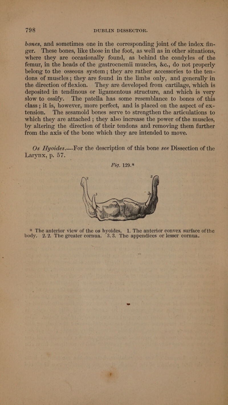bones, and sometimes one in the corresponding joint of the index fin- ger. These bones, like those in the foot, as well as in other situations, where they are occasionally found, as behind the condyles of the femur, in the heads of the gastrocnemii muscles, &c., do not properly belong to the osseous system; they are rather accessories to the ten- dons of muscles; they are found in the limbs only, and generally in the direction of flexion. They are developed from cartilage, which is deposited in tendinous or ligamentous structure, and which is very slow to ossify. The patella has some resemblance to bones of this class ; it is, however, more perfect, and is placed on the aspect of ex- tension. The sesamoid bones serve to strengthen the articulations to which they are attached ; they also increase the power of the muscles, by altering the direction of their tendons and removing them further from the axis of the bone which they are intended to move. Os Hyoides.—-For the description of this bone see Dissection of the Larynx, p. 57. ‘A i Pete IS com Nl fi, i ) “ie }) th { * The anterior view of the os byoides. 1. The anterior convex surface ofthe body. 2.2. The greater cornua. 3.3. The appendices or lesser cornua,
