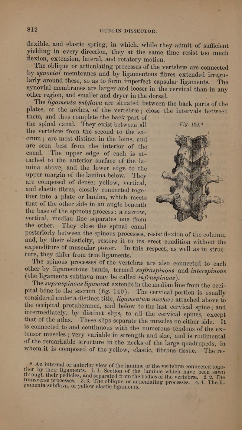 flexible, and elastic spring, in which, while they admit of sufficient yielding in every direction, they at the same time resist too much flexion, extension, lateral, and rotatory motion. The oblique or articulating processes of the vertebra are connected by synovial membranes and by ligamentous fibres extended irregu- larly around these, so as to form imperfect capsular ligaments. The synovial membranes are larger and looser in the cervical than in any other region, and smaller and dryer in the dorsal. The ligamenta subflava are situated between the back parts of the plates, or the arches, of the vertebrae; close the intervals between them, and thus complete the back part of the spinal canal. They exist between all Big. 139.* the vertebrae from the second to the sa- crum ; are most distinct in the loins, and are seen best from the interior of the canal. The upper edge of each is at- tached to the anterior surface of the la- mina above, and the lower edge to the upper margin of the lamina below. They are composed of dense; yellow, vertical, and elastic fibres, closely connected toge- ther into a plate or lamina, which meets that of the other side in an angle beneath the base of the spinous process : a narrow, vertical, median line separates one from the other. They close the spinal canal posteriorly between the spinous processes, resist flexion of the column, and, by their elasticity, restore it to its erect condition without the expenditure of muscular power. In this respect, as well as in struc- ture, they differ from true ligaments. The spinous processes of the vertebra are also connected to each other by ligamentous bands, termed supraspinous and interspinous (the ligamenta subflava may be called infraspinous ). The supraspinous ligament extends in the median line from the occi- pital bone to the sacrum (fig. 140). The cervical portion is usually considered under a distinct title, ligamentum nuche ; attached above to the occipital protuberance, and below to the last cervical spine; and intermediately, by distinct slips, to all the cervical spines, except that of the atlas, These slips separate the muscles on either side. It is connected to and continuous with the numerous tendons of the ex- tensor muscles ; very variable in strength and size, and is rudimental of the remarkable structure in the necks of the large quadrupeds, in whom it is composed of the yellow, elastic, fibrous tissue. The re- * An internal or anterior view of the laminze of the vertebre connected toge- ther by their ligaments. 1.1. Section of the laminze which have been sawn through their pedicles, and separated from the bodies of the vertebrae. 2.2. The transverse processes. 3.3. The oblique or articulating processes. 4.4. The li- | gamenta subflava, or yellow elastic ligaments,