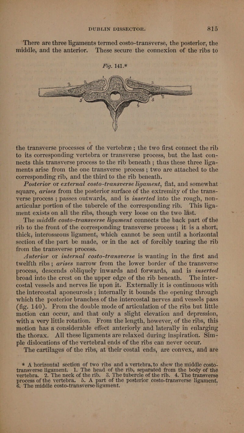 + DUBLIN DISSECTOR. 815 There are three ligaments termed costo-transverse, the posterior, the middle, and the anterior. These secure the connexion of the ribs to the transverse processes of the vertebra ; the two first connect the rib to its corresponding vertebra or transverse process, but the last con- nects this transverse process to the rib beneath ; thus these three liga- ments arise from the one transverse process ; two are attached to the corresponding rib, and the third to the rib beneath. Posterior or external costo-transverse ligament, flat, and somewhat ° square, arises from the posterior surface of the extremity of the trans- verse process ; passes outwards, and is inserted into the rough, non- articular portion of the tubercle of the corresponding rib. This liga- ment exists on all the ribs, though very loose on the two last. The middle costo-transverse ligament connects the back part of the rib to the front of the corresponding transverse process ; it is a short, thick, interosseous ligament, which cannot be seen until a horizontal section of the part be made, or in the act of forcibly tearing the rib from the transverse process. Anterior or internal costo-transverse is wanting in the first and twelfth ribs ; arises narrow from the lower border of the transverse process, descends obliquely inwards and forwards, and is inserted broad into the crest on the upper edge of the rib beneath. The inter- costal vessels and nerves lie upon it. Externally it is continuous with the intercostal aponeurosis ; internally it bounds the opening through which the posterior branches of the intercostal nerves and vessels pass (fig. 140). From the double mode of articulation of the ribs but little motion can occur, and that only a slight elevation and depression, with a very little rotation. From the length, however, of the ribs, this motion has a considerable effect anteriorly and laterally in enlarging the thorax. All these ligaments are relaxed during inspiration. Sim- ple dislocations of the vertebral ends of the ribs can never occur. The cartilages of the ribs, at their costal ends, are convex, and are * A horizontal section of two ribs and a vertebra, to shew the middle costo- transverse ligament. 1. The head of the rib, separated from the body of the vertebra. 2. The neck of the rib. 3. Thetubercle of the rib. 4. The transverse process of the vertebra. 5. A part of the posterior costo-transverse ligament,